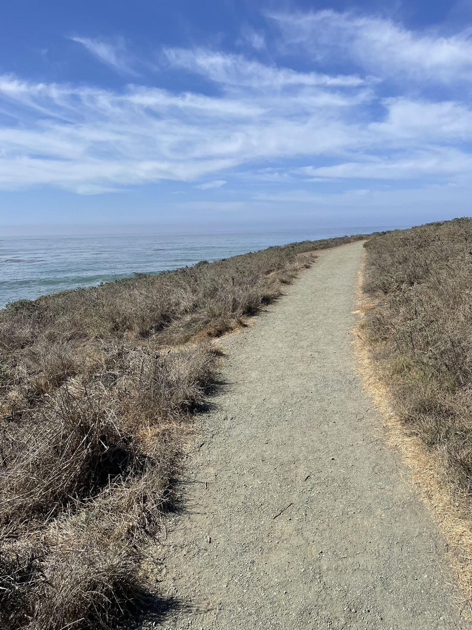Dirt path winding along a grassy cliffside overlooking the ocean under a blue sky. - Fiscalini Ranch loop