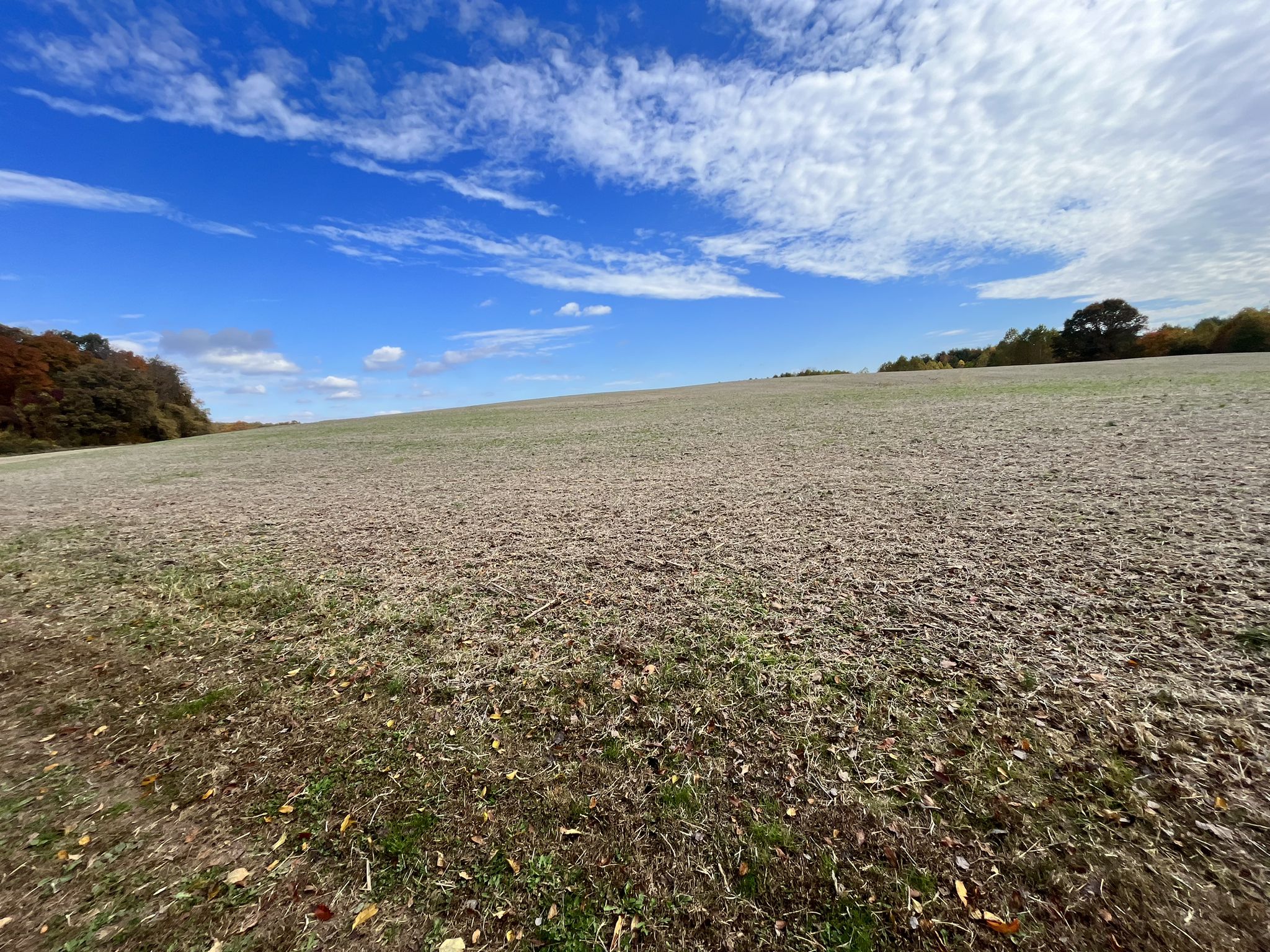 A vast, open field under a bright blue sky with scattered clouds. - Mule Skinner Loop Trail – Agricultural History Farm Park loop from Pope Farm Nursery