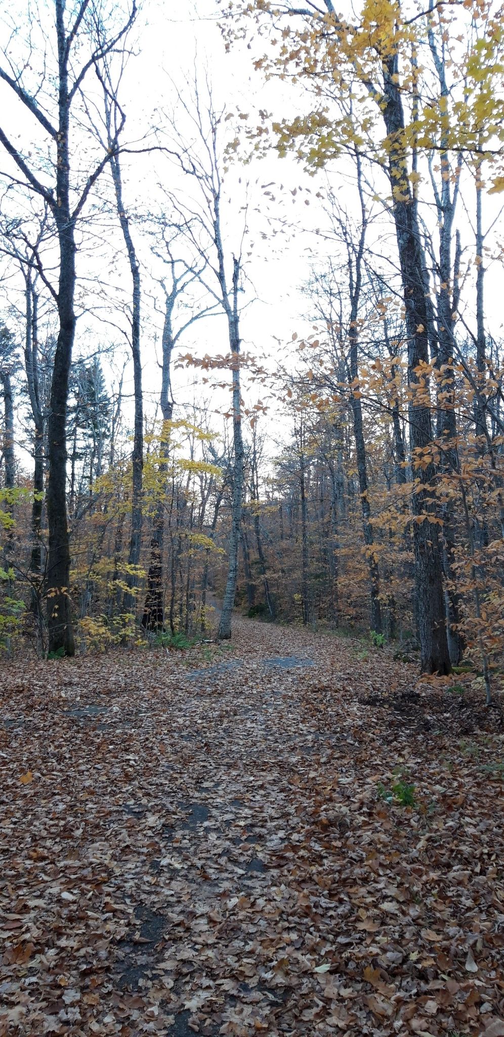 A forest path covered in brown autumn leaves, with tall trees. - Franconia Notch Bike Path – Echo Lake loop from Franconia Notch State Park