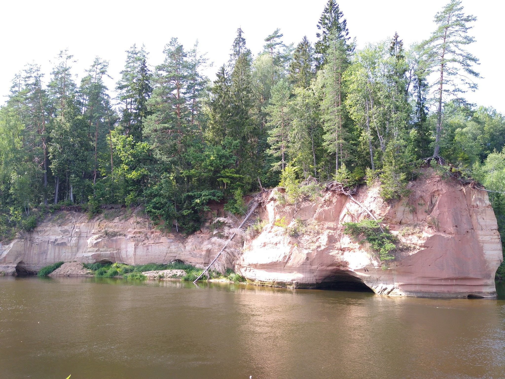 Gauja