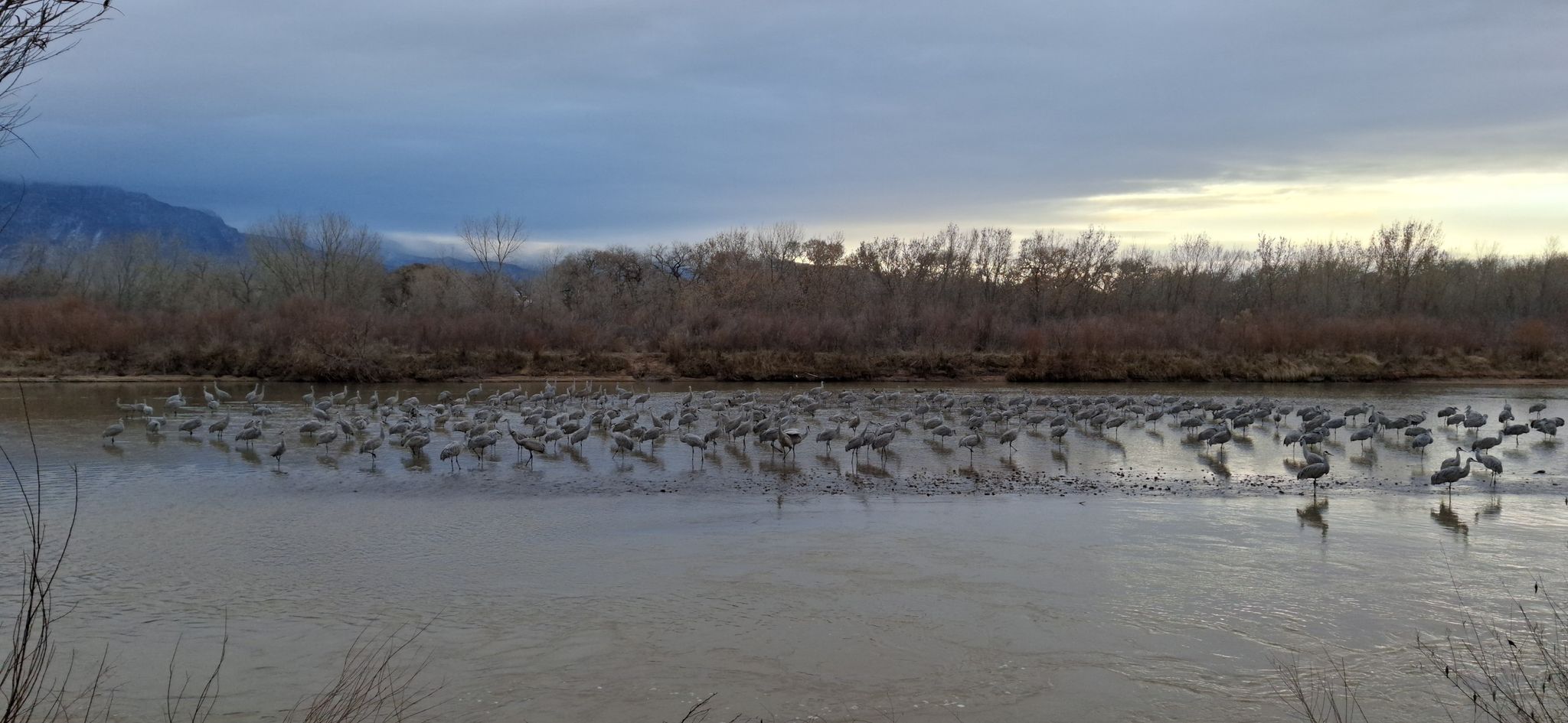 Numerous birds wading in a wide river under a cloudy, overcast sky. - Alameda loop along Rio Grande