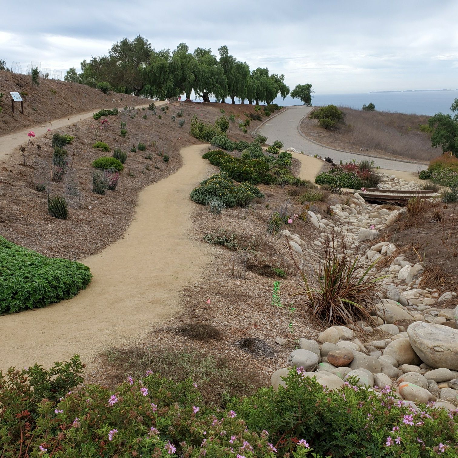 Winding dirt paths on a landscaped hillside with distant ocean under cloudy sky. - Ventura Botanical Gardens – Dargan's Irish Pub loop from Ventura
