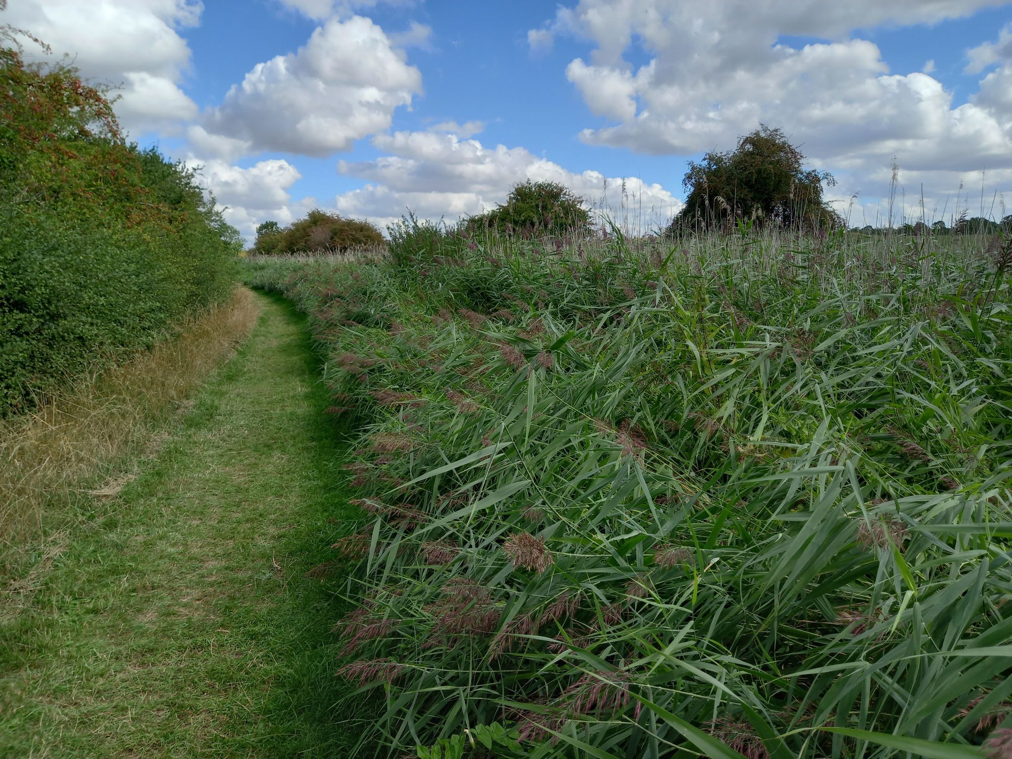 Grantham  anal