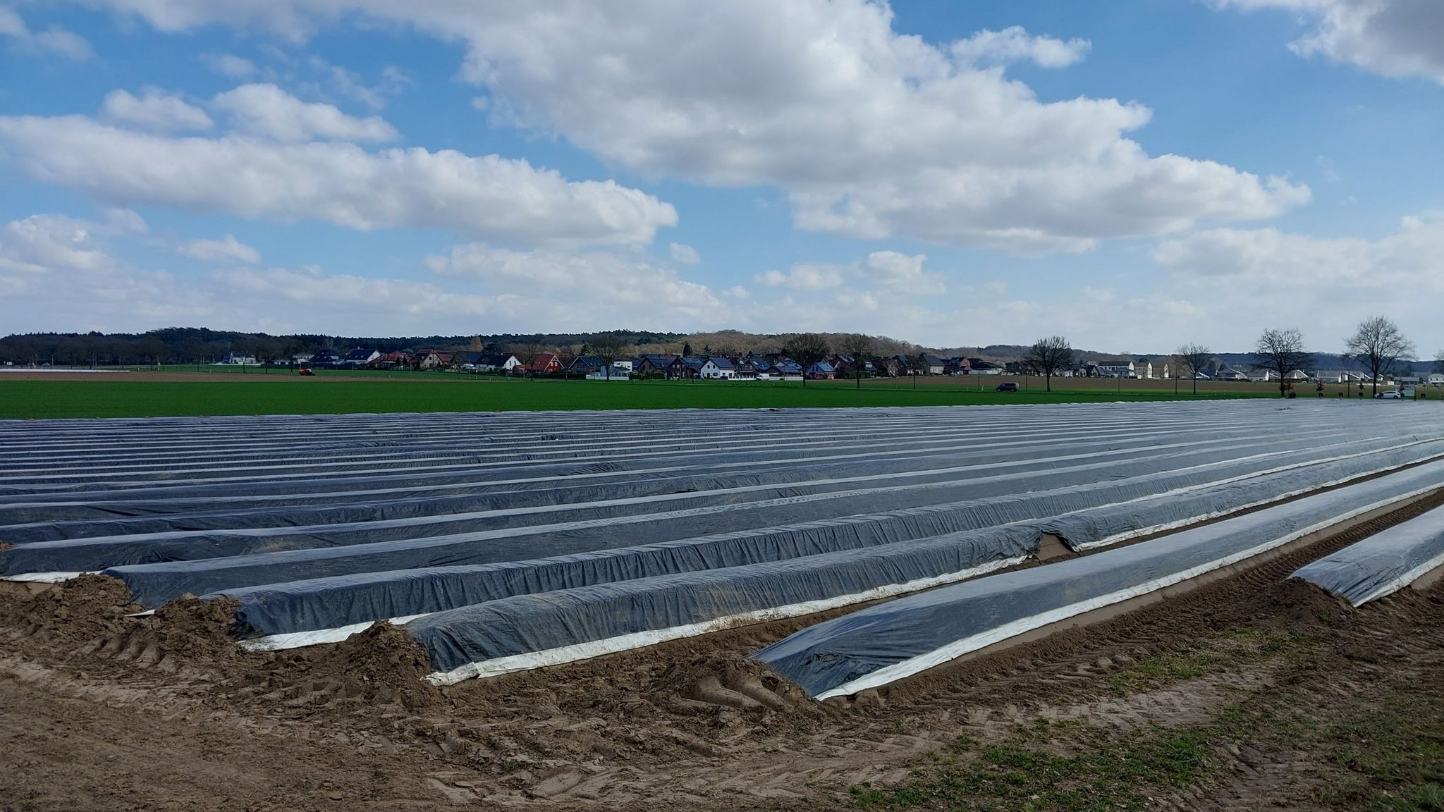 Spargelfeld am Ossenbrucher Weg mit Blick auf Birgelen