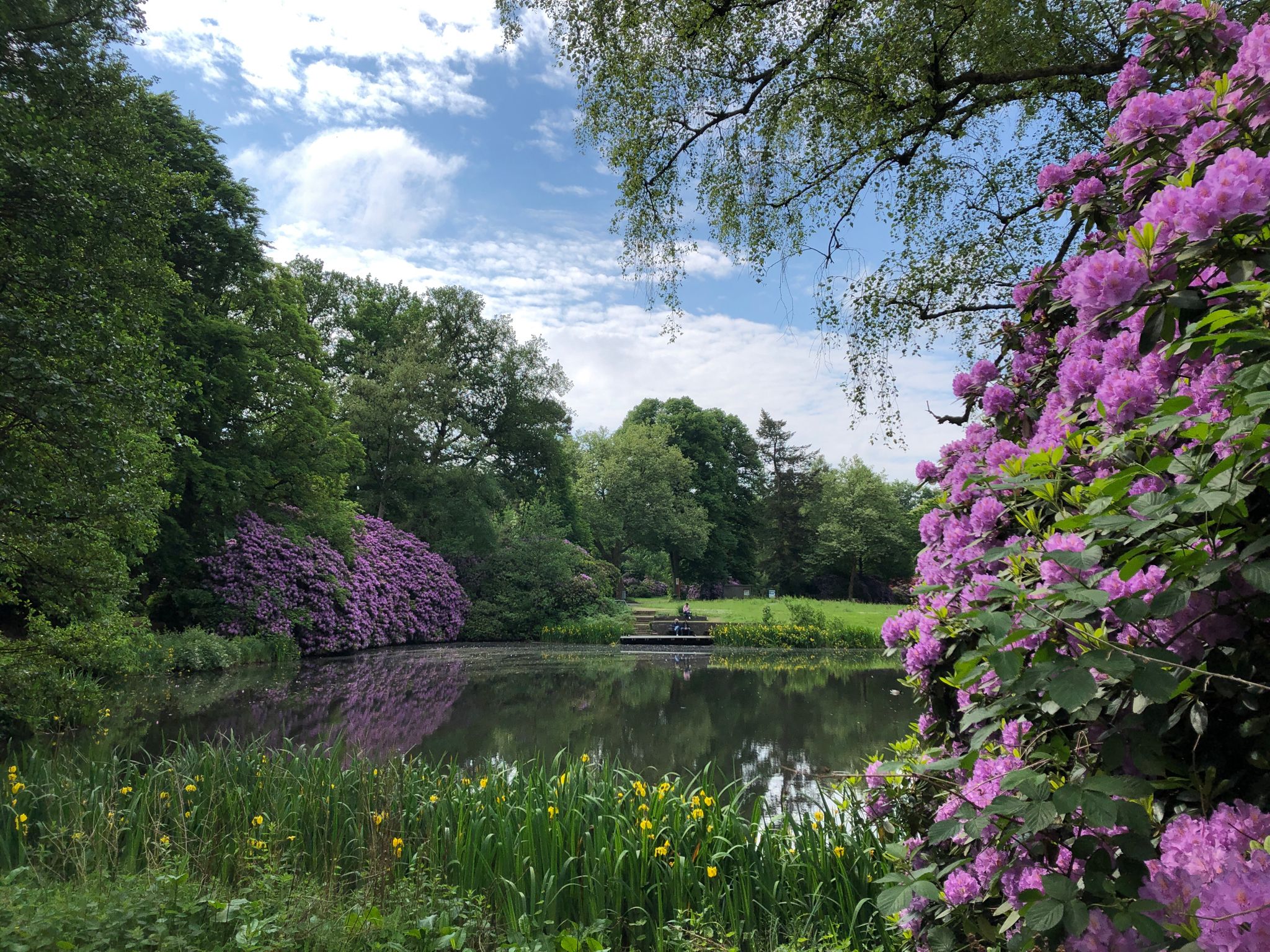 Rhododendron-Runde ber den Ohlsdorfer Friedhof  | Wanderung | Komoot