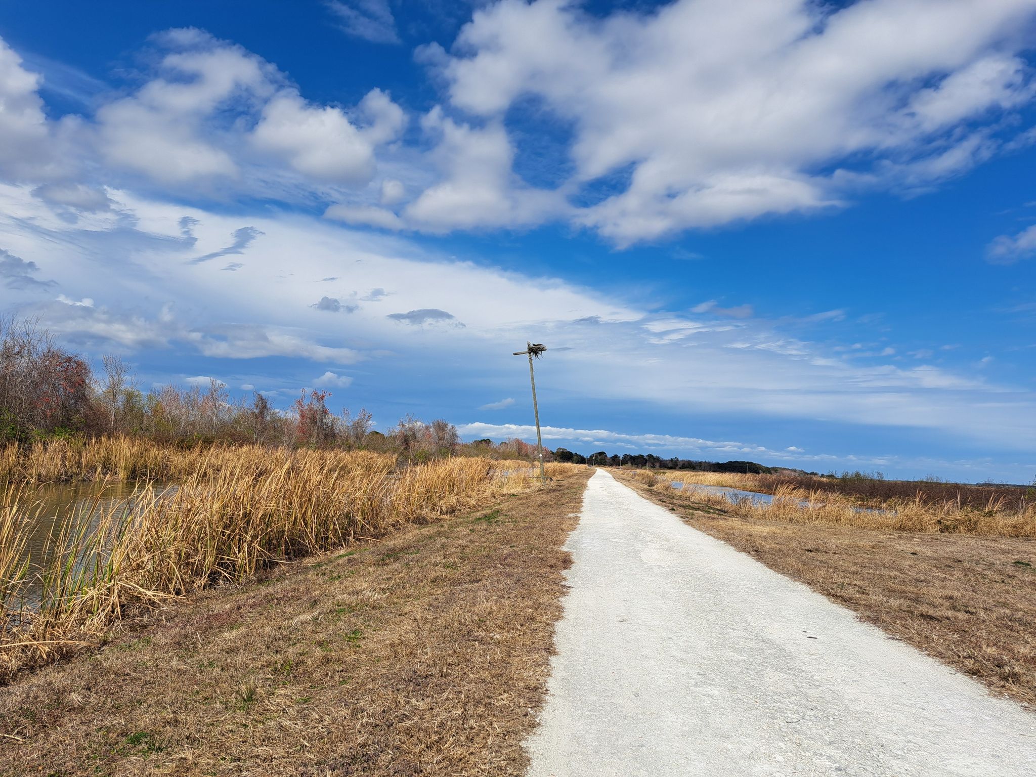 A white gravel path alongside a marsh with a bird nest pole. - Lake Apopka Loop Trail