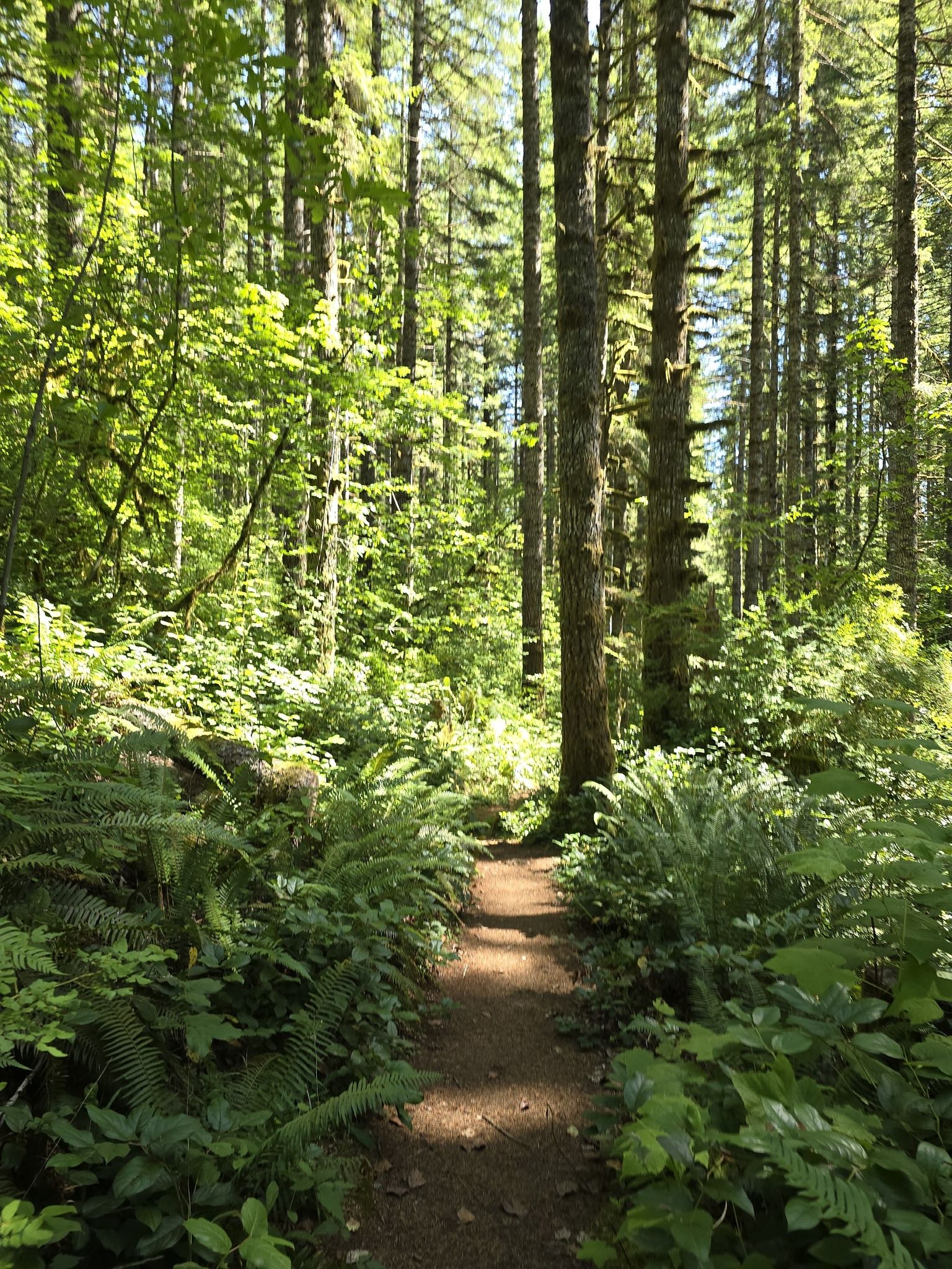 A sun-dappled forest path winding through tall trees and lush ferns. - Niagara Falls Trail