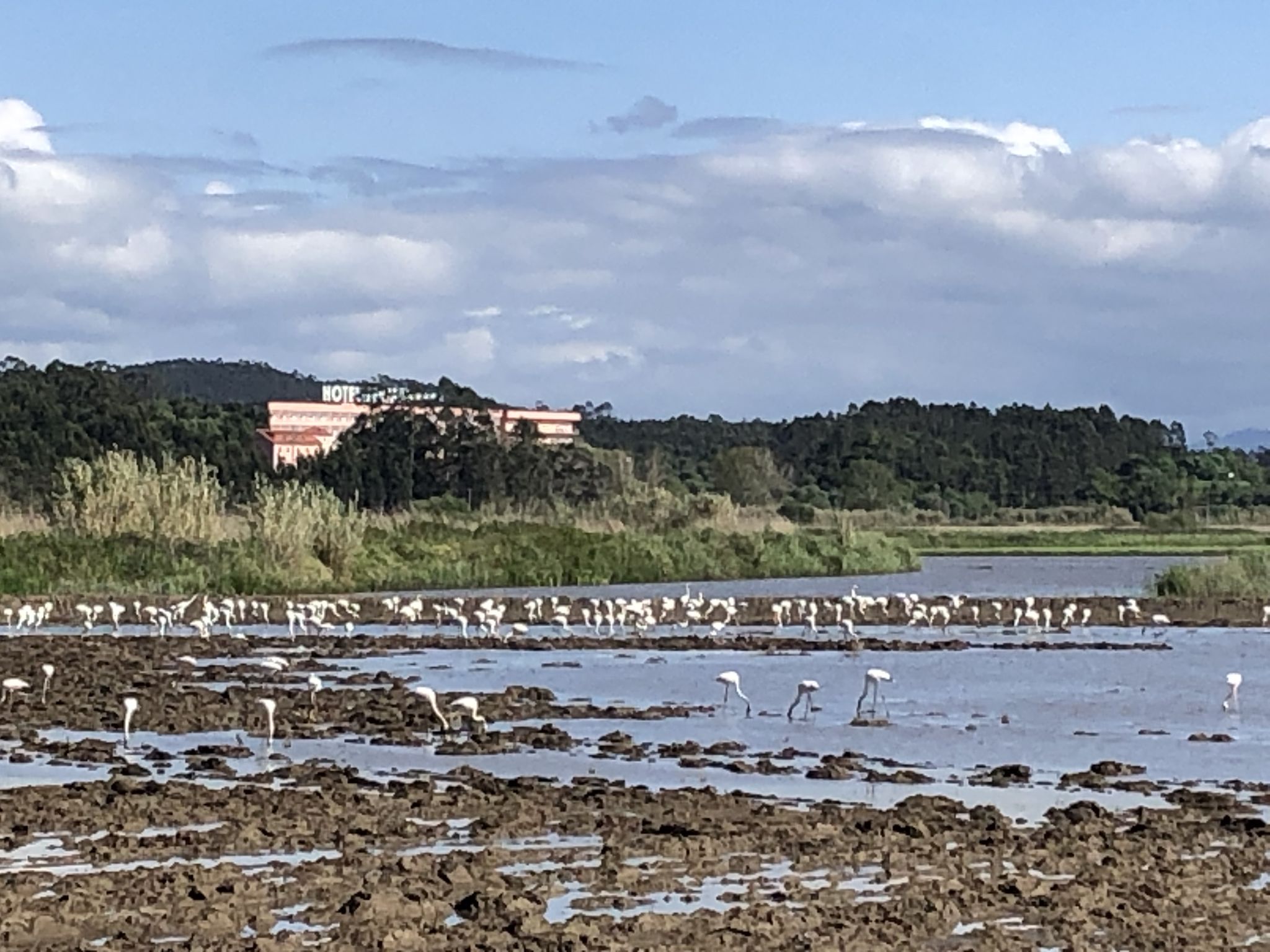 A huge flock of white flamingos grazes in a rice field