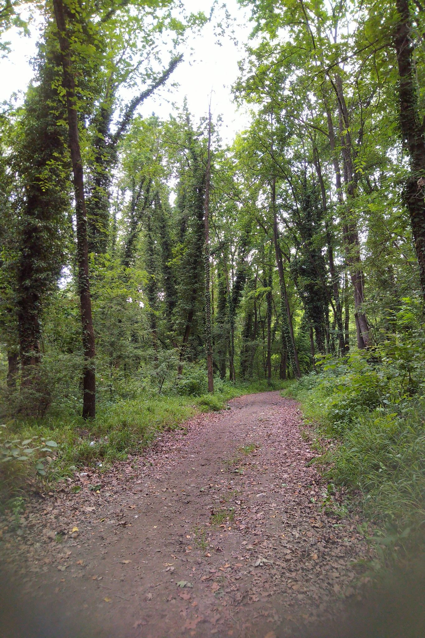 Efeuwälder