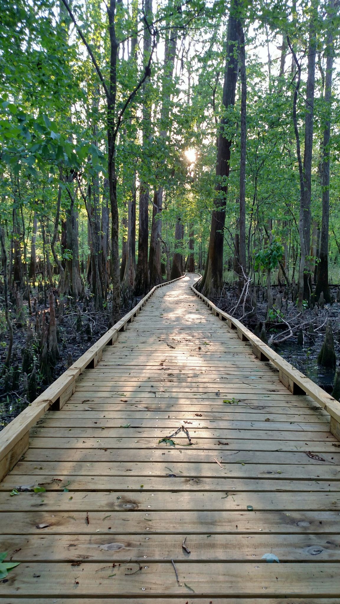 Long wooden boardwalk through a sunlit forest, dappled light on the path. - Boardwalk Loop — Congaree National Park