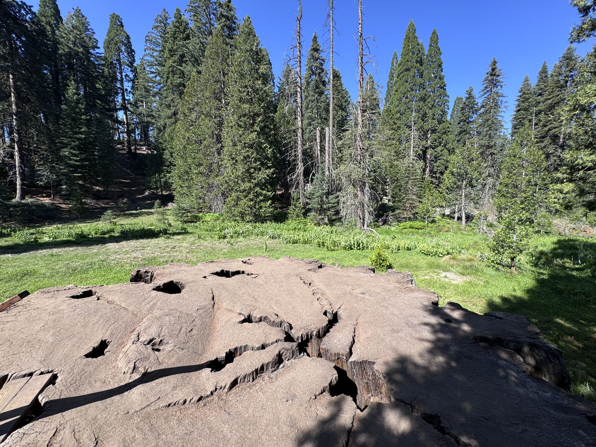 Large cracked tree stump in a sunny forest clearing with tall trees. - Kings Canyon National Scenic Byway