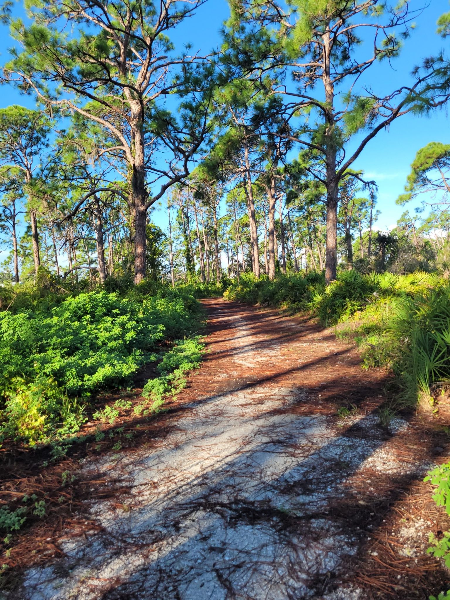 A sun-dappled dirt path leads through a bright pine forest. - Oyster Creek Red Loop