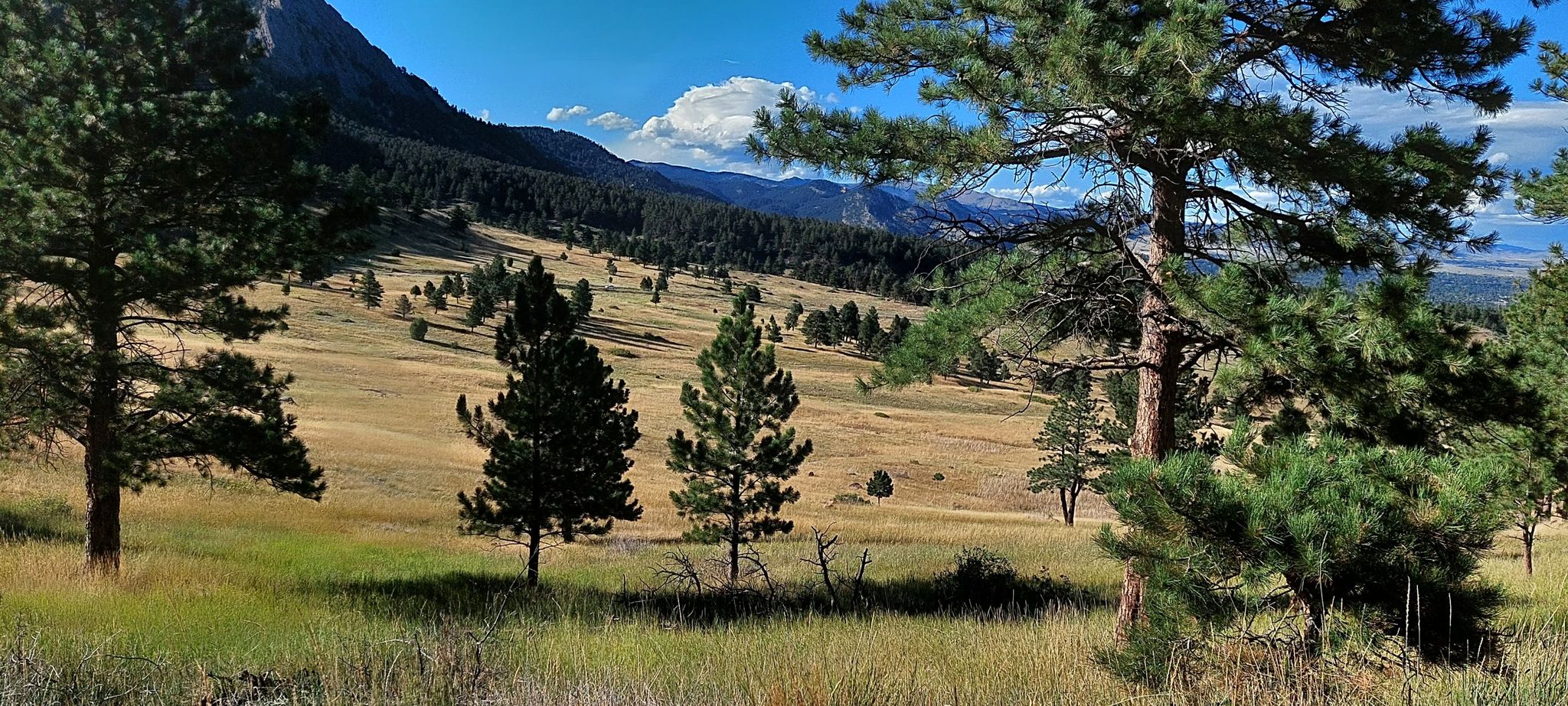 A wide, sunny grassy valley with scattered pine trees and distant mountains. - NCAR Hill loop from National Center for Atmospheric Research
