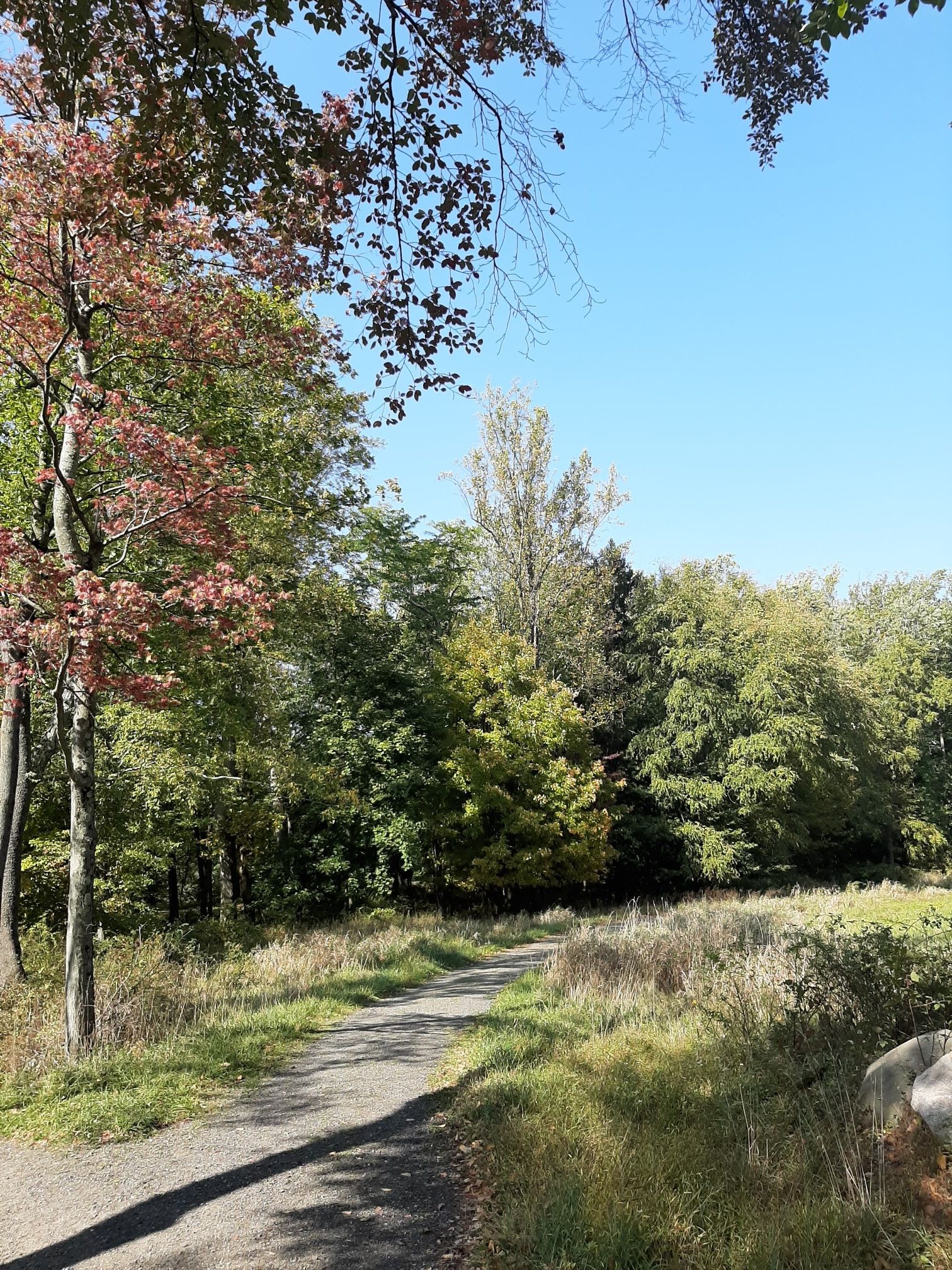 Paved path winding through a sunlit forest with early autumn foliage. - Hulda's Hut and Witch's Spring Trail Loop