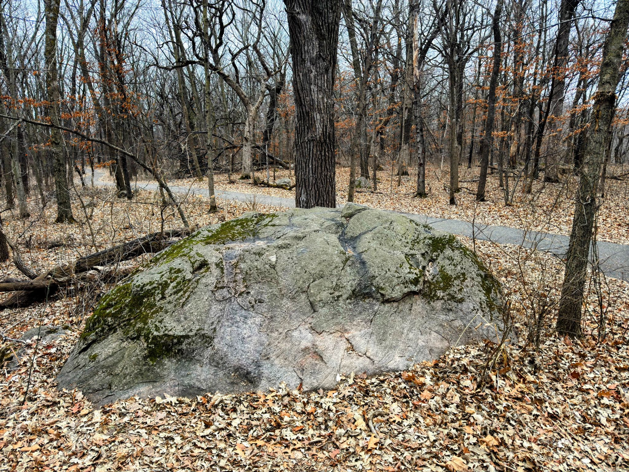 Large moss-covered rock in a leafless forest with a paved path. - Williams Nature Center South and North Overlooks