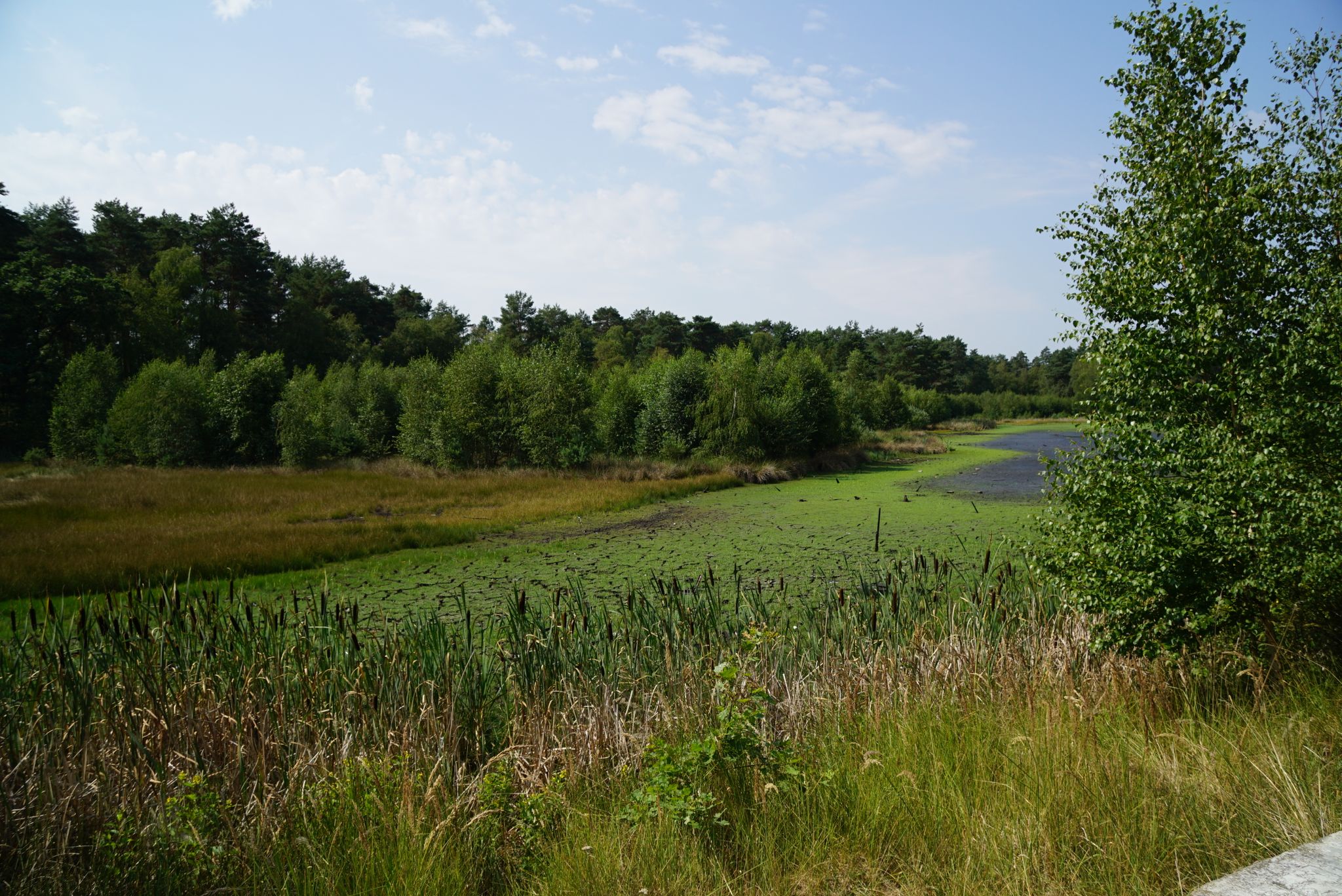 Heidesee trocken gelegt