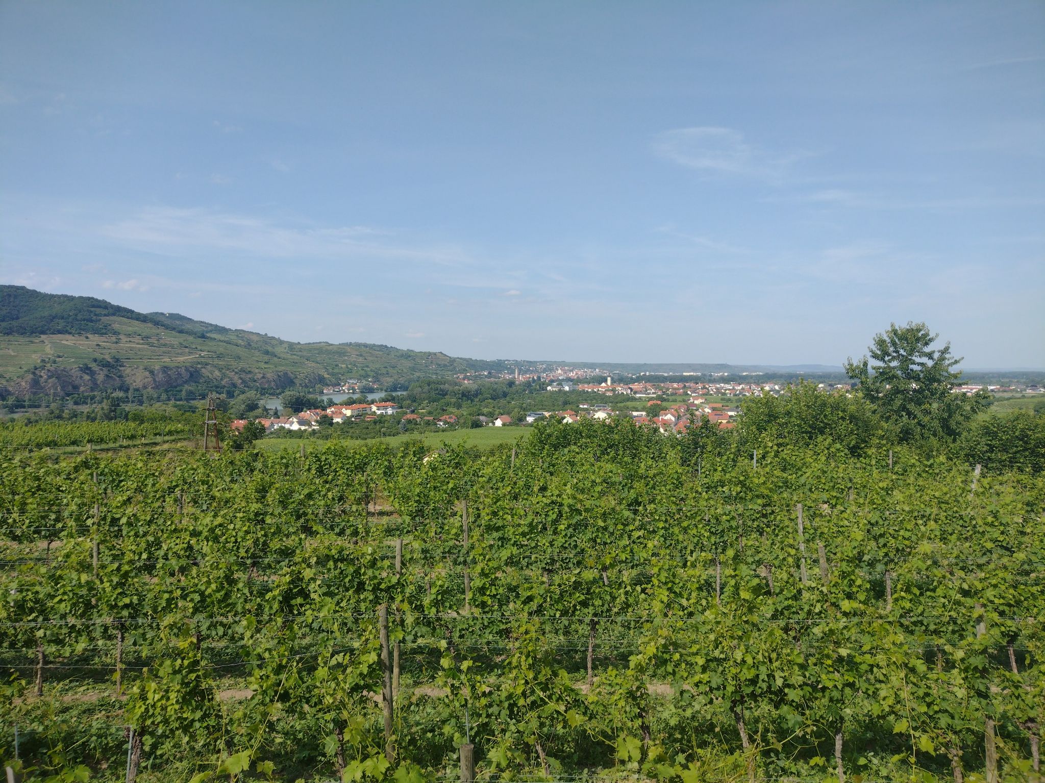 Blick auf die Weinhügel knapp vor Mauternbach.