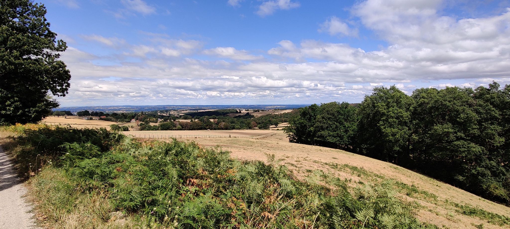 forêt des Collettes