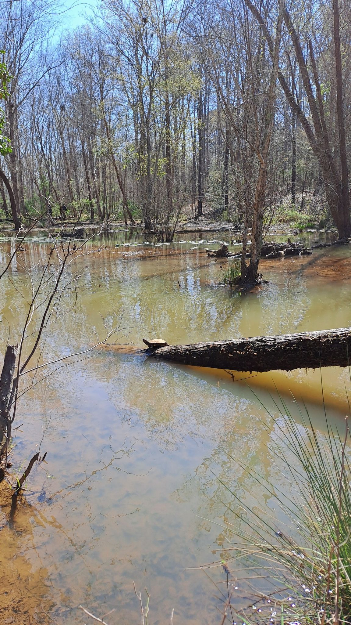 Swampy water with bare trees and a fallen log under bright daylight. - Conestee Nature Preserve Loop