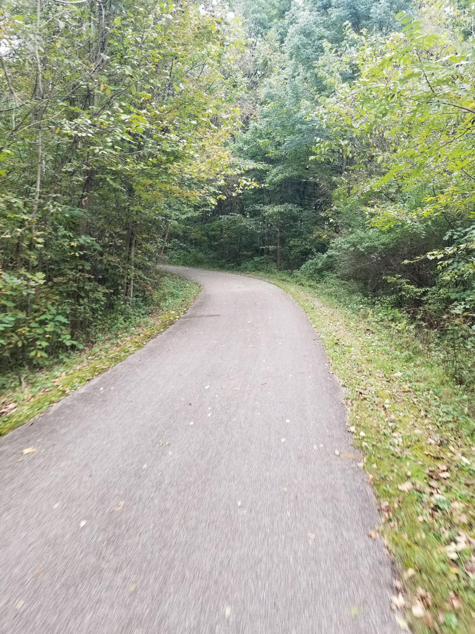 Paved path curving through a green, wooded area on an overcast day. - Potato Creek Bike Trail