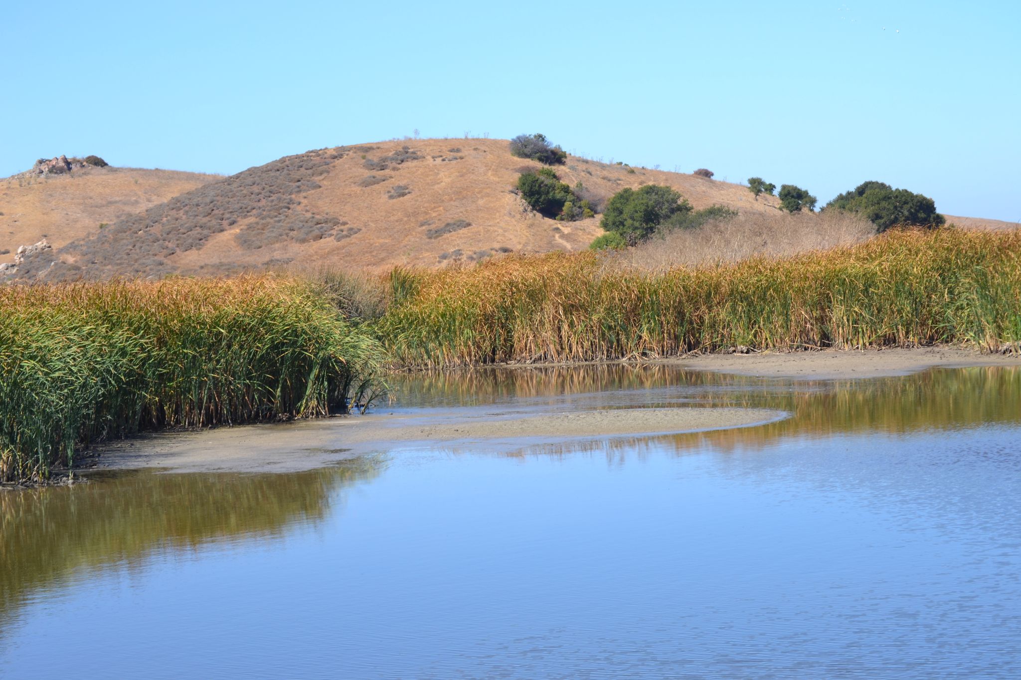 Calm water bordered by tall green reeds with dry hills in the background. - Lizard Rock Trail