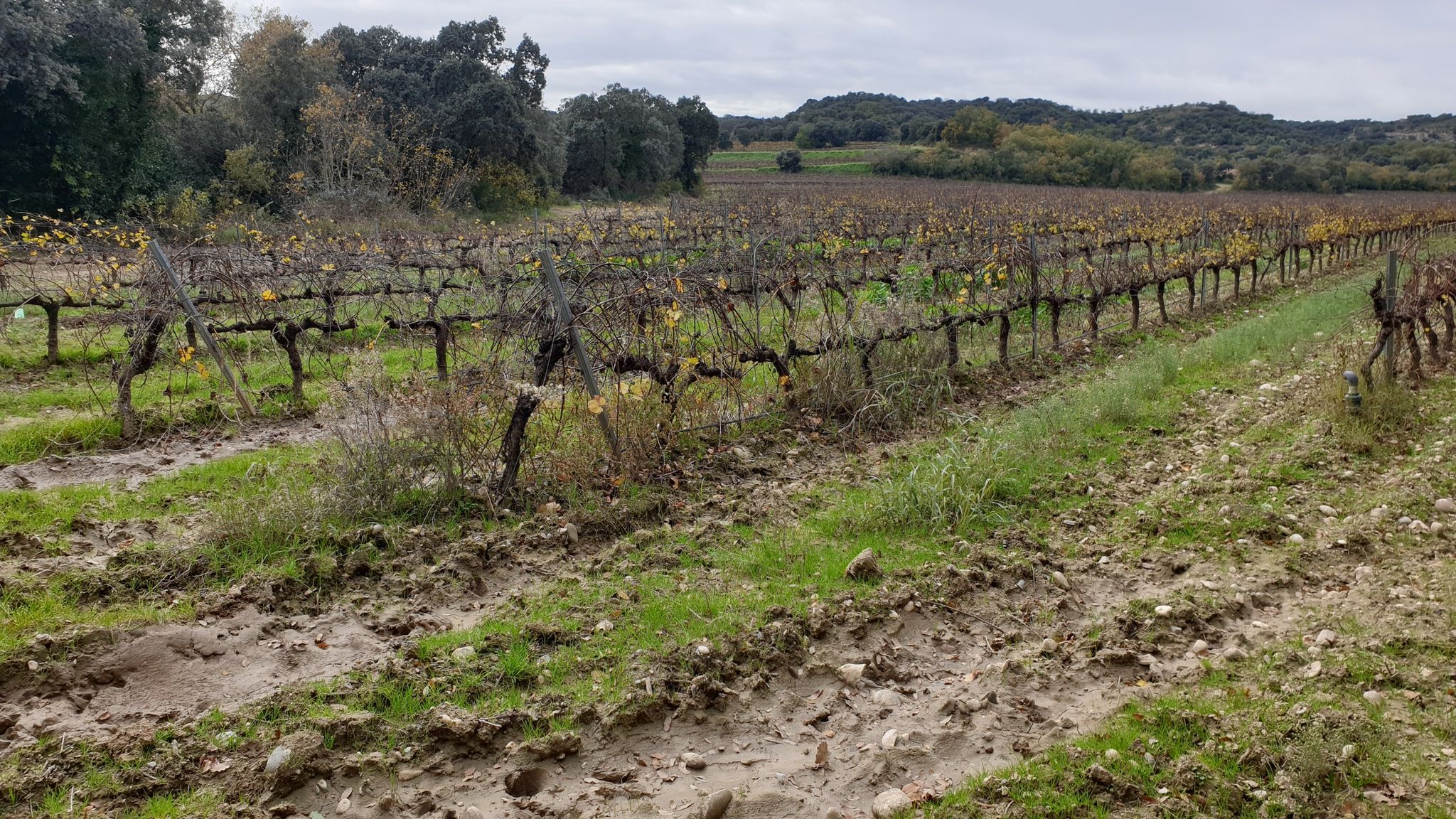 viñas en otoño