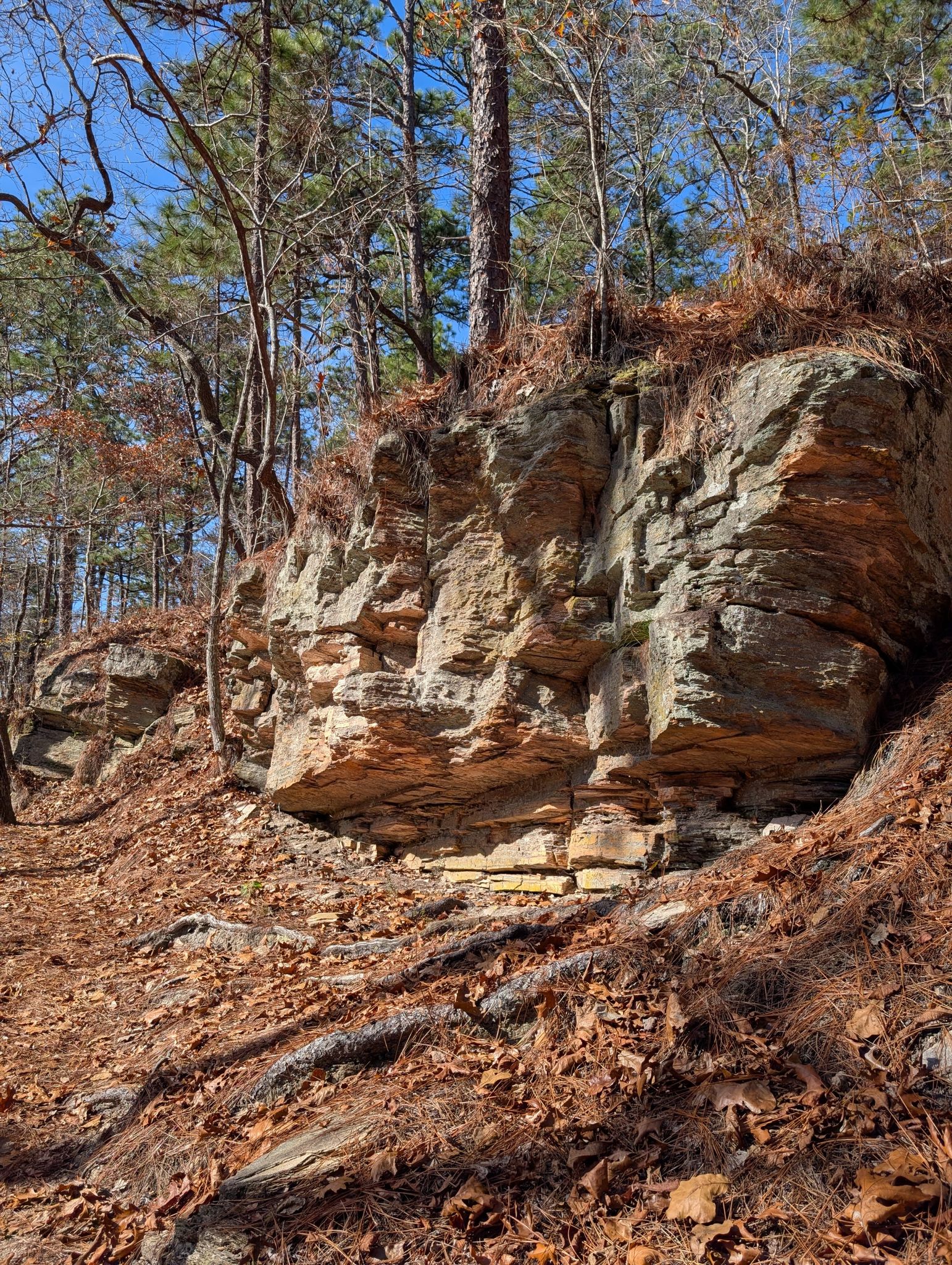A sunny, layered rock outcrop rises from a forest floor with pine needles. - CCC Hatchery Pond loop from Delano Lake Dam