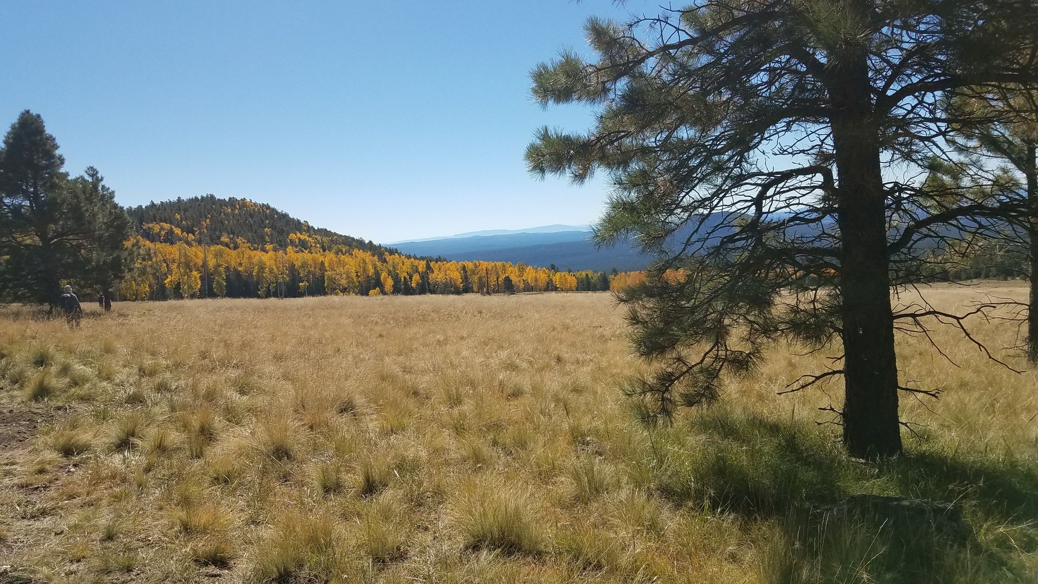 Golden meadow with a line of yellow trees and distant mountains under clear sky. - Arizona Trail Intersection – Alfa Fia Tank loop from Moto Trail