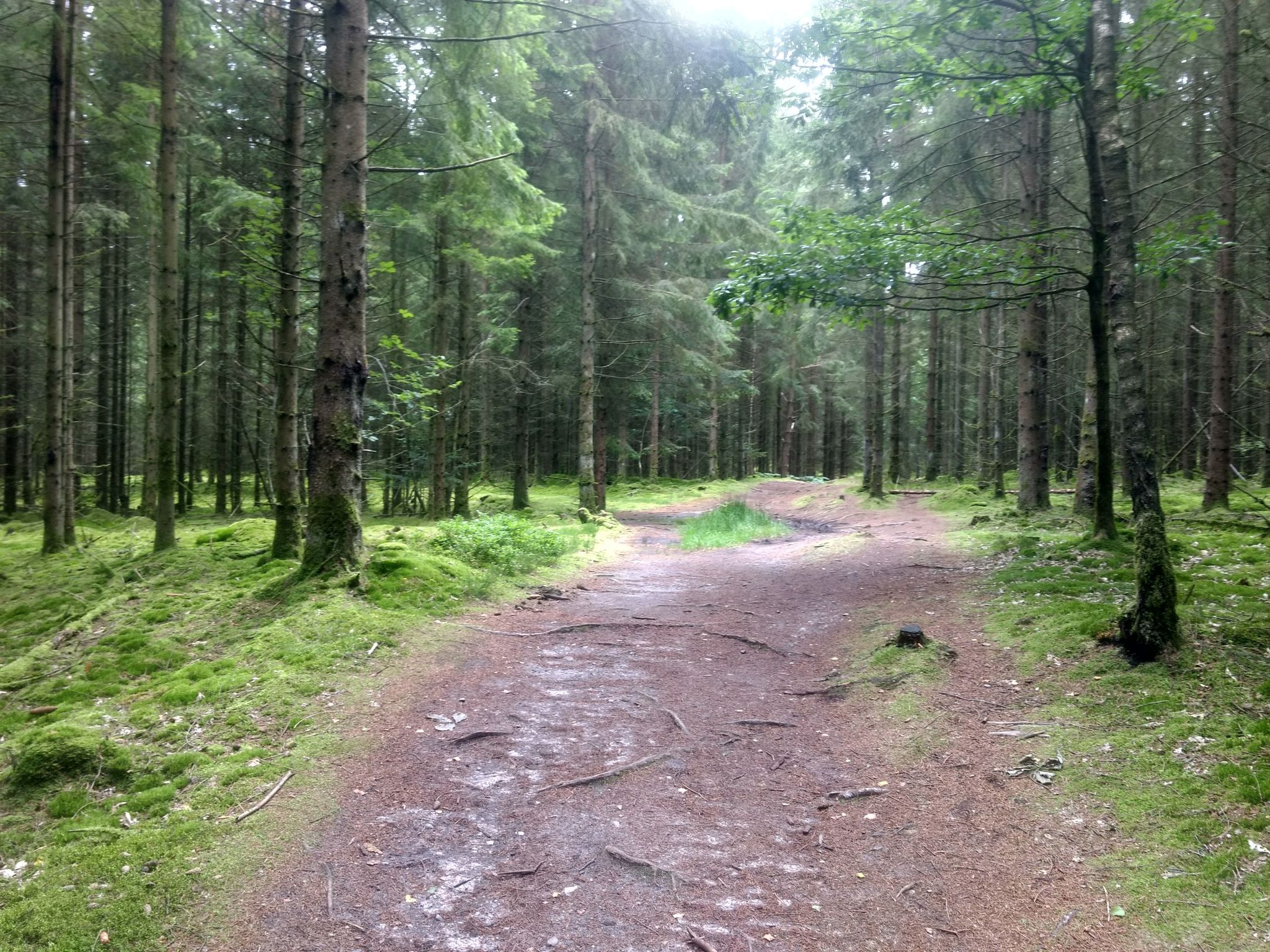 Mooslandschaft