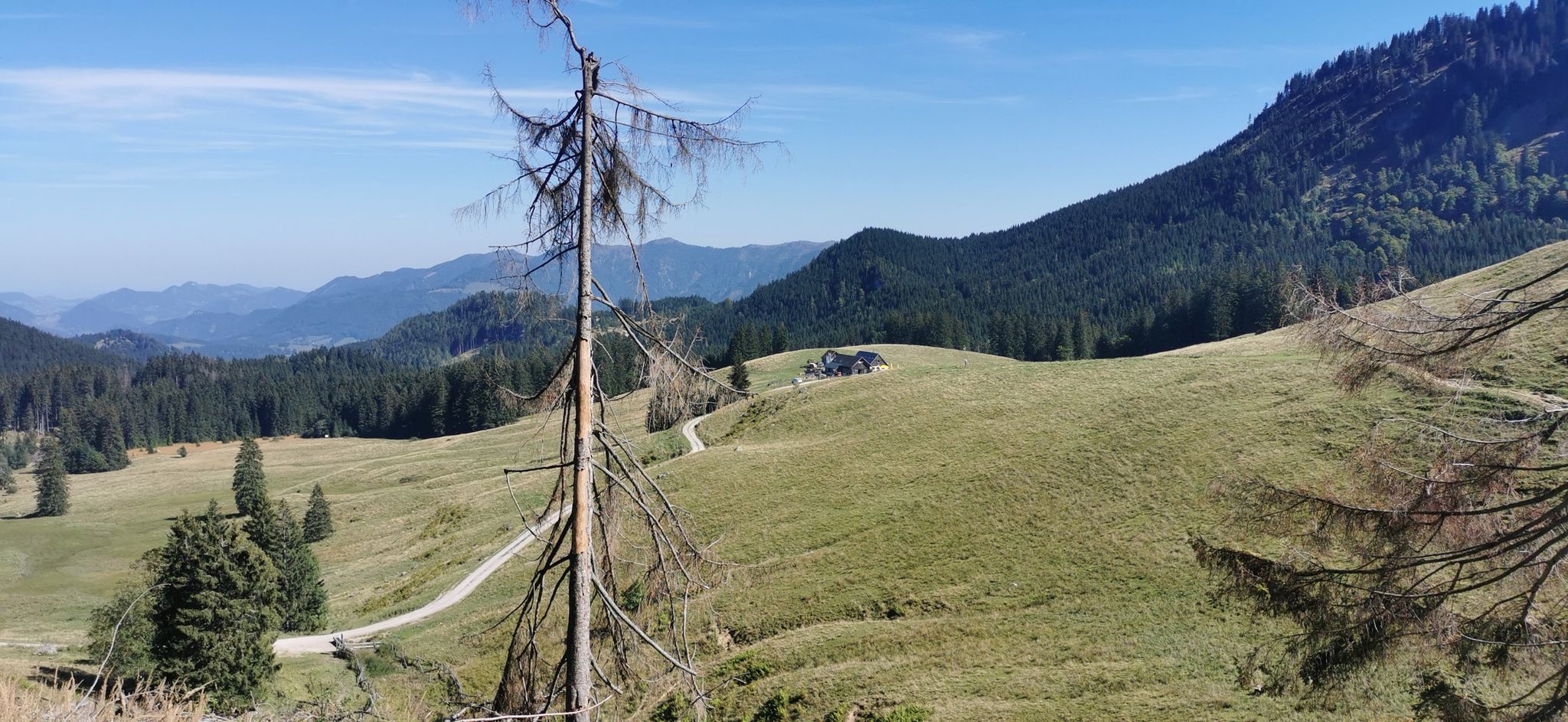 Ebenforstalm