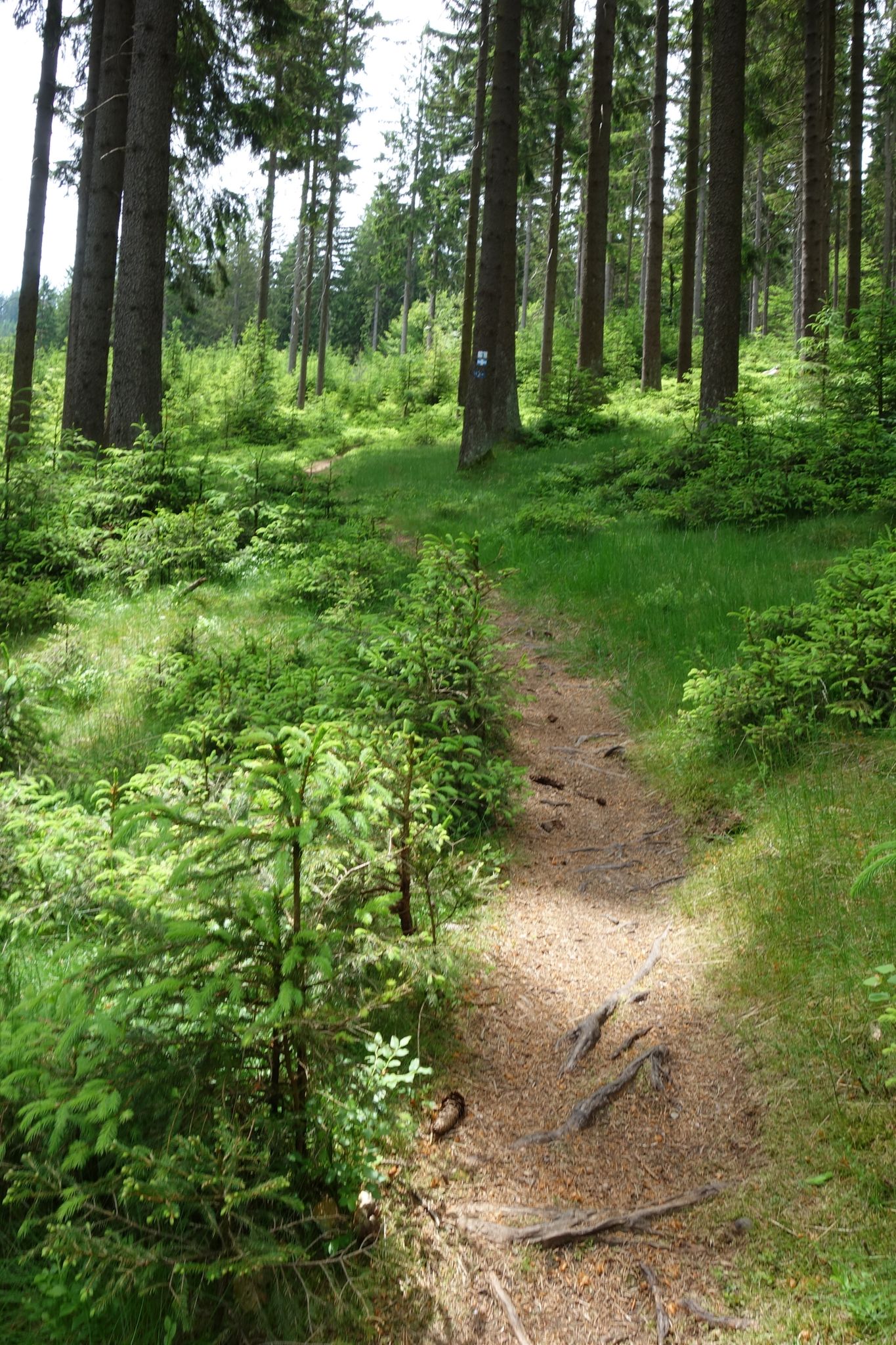 ... federndem Waldpfad, ...