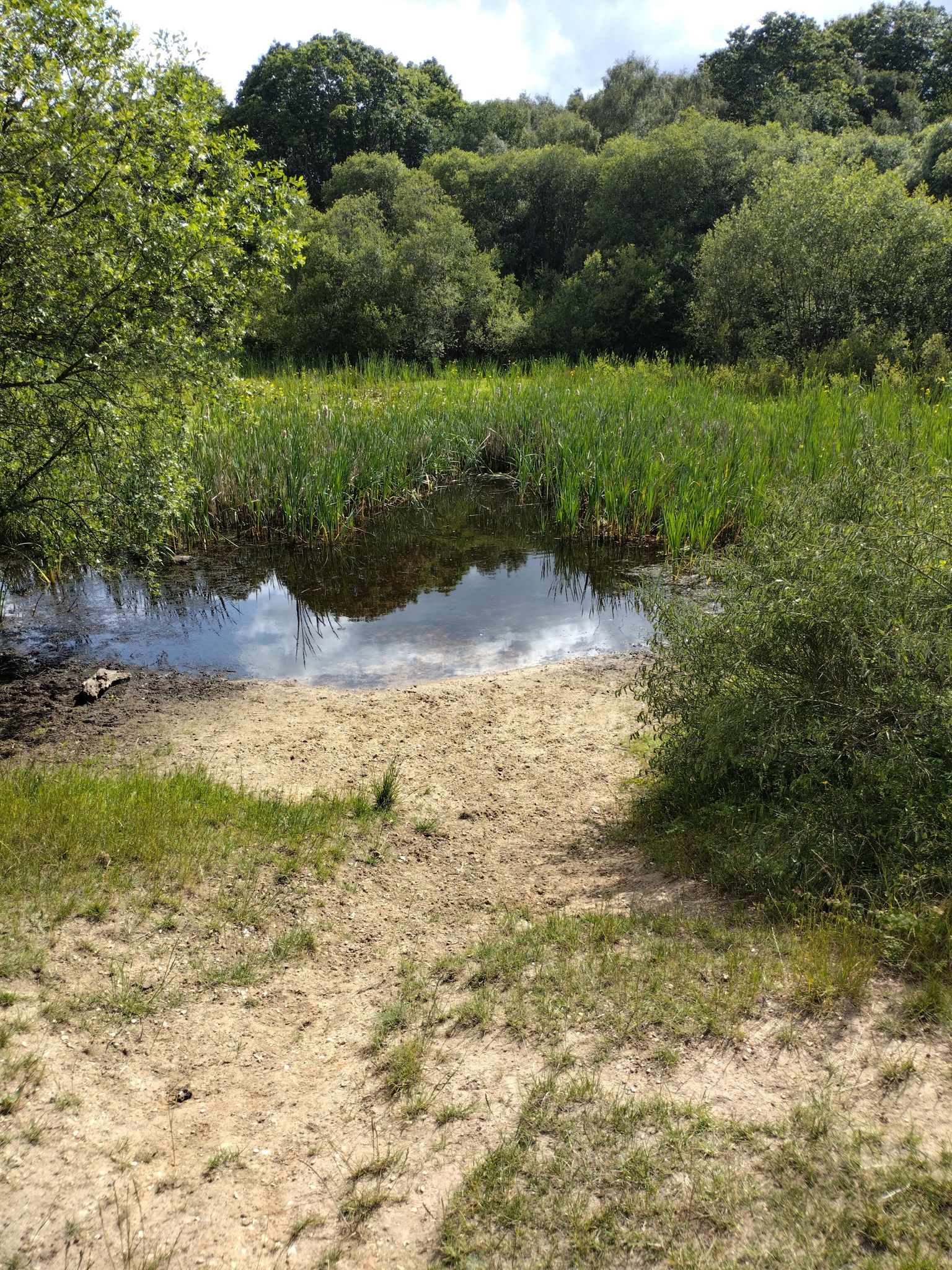 Overgrown Pond
