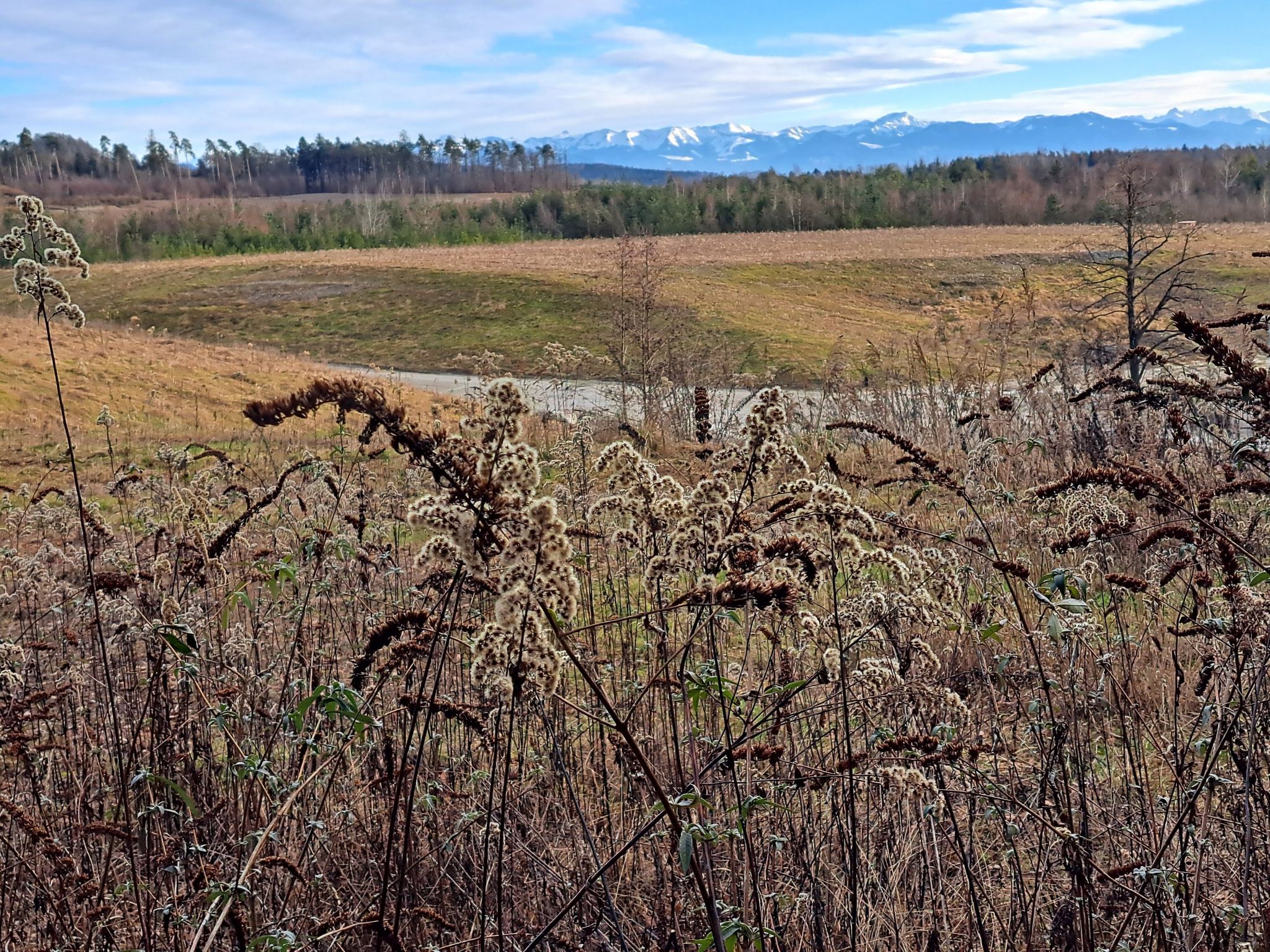ehem. aufgefüllte Kiesgrube mit Alpenpanorama