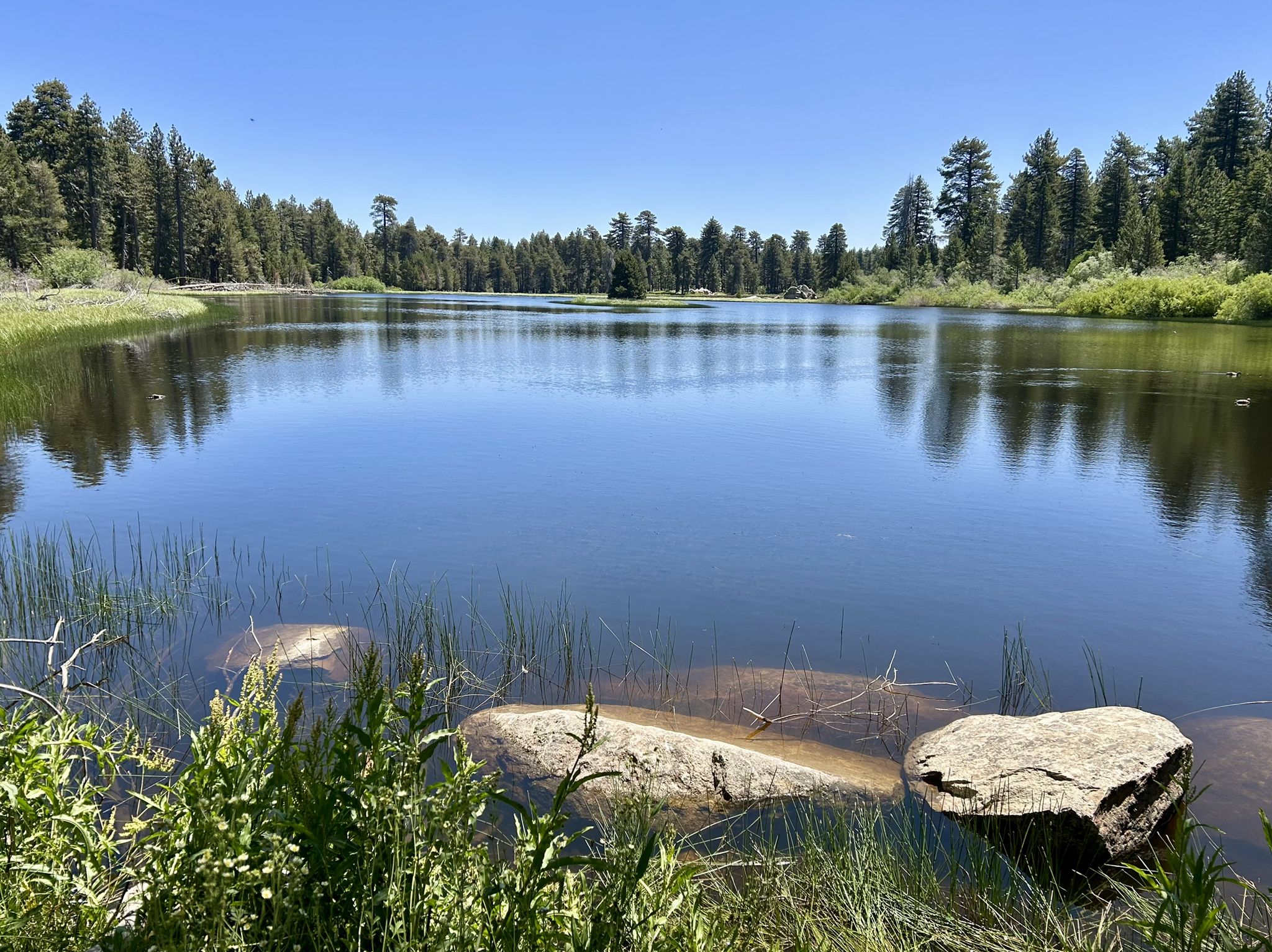 Calm lake reflecting a pine forest under a clear blue sky. - Castle Rock and Bluff Lake Loop Trail