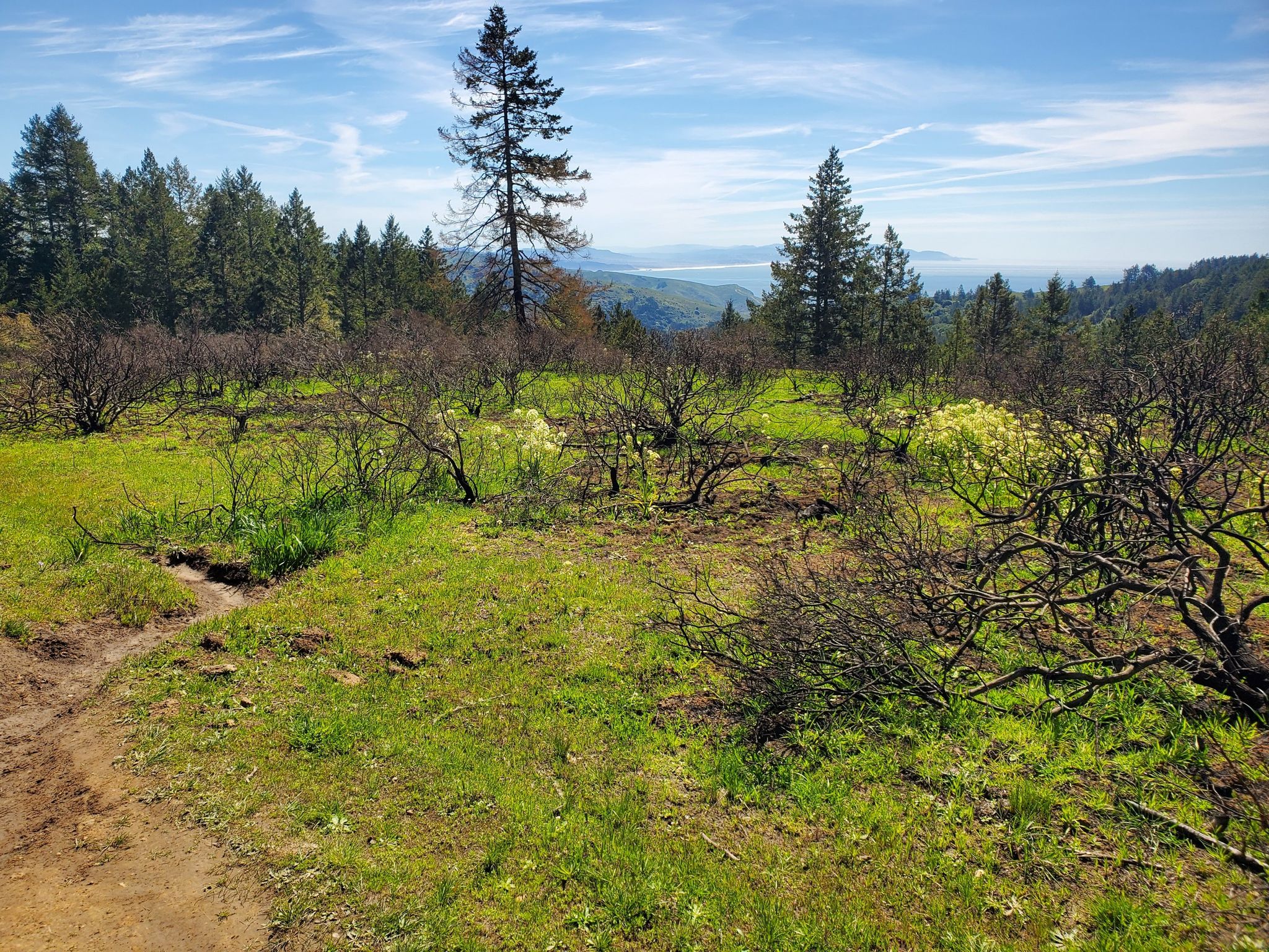 Sunny field with green grass, sparse trees, and distant hills under blue sky. - Dipsea Race Route