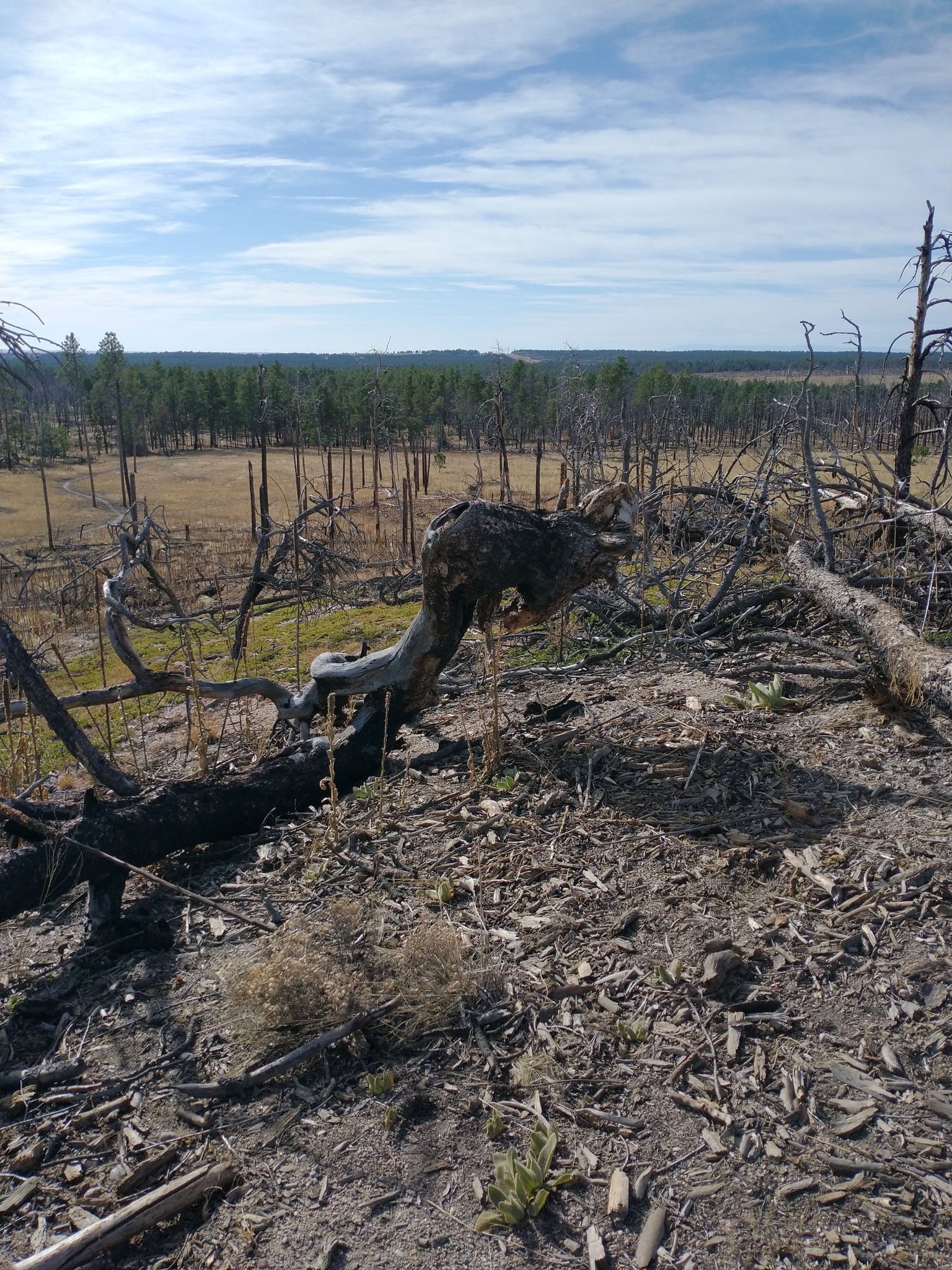 Charred landscape with fallen, burnt trees and distant green forest. - Pineries Trail