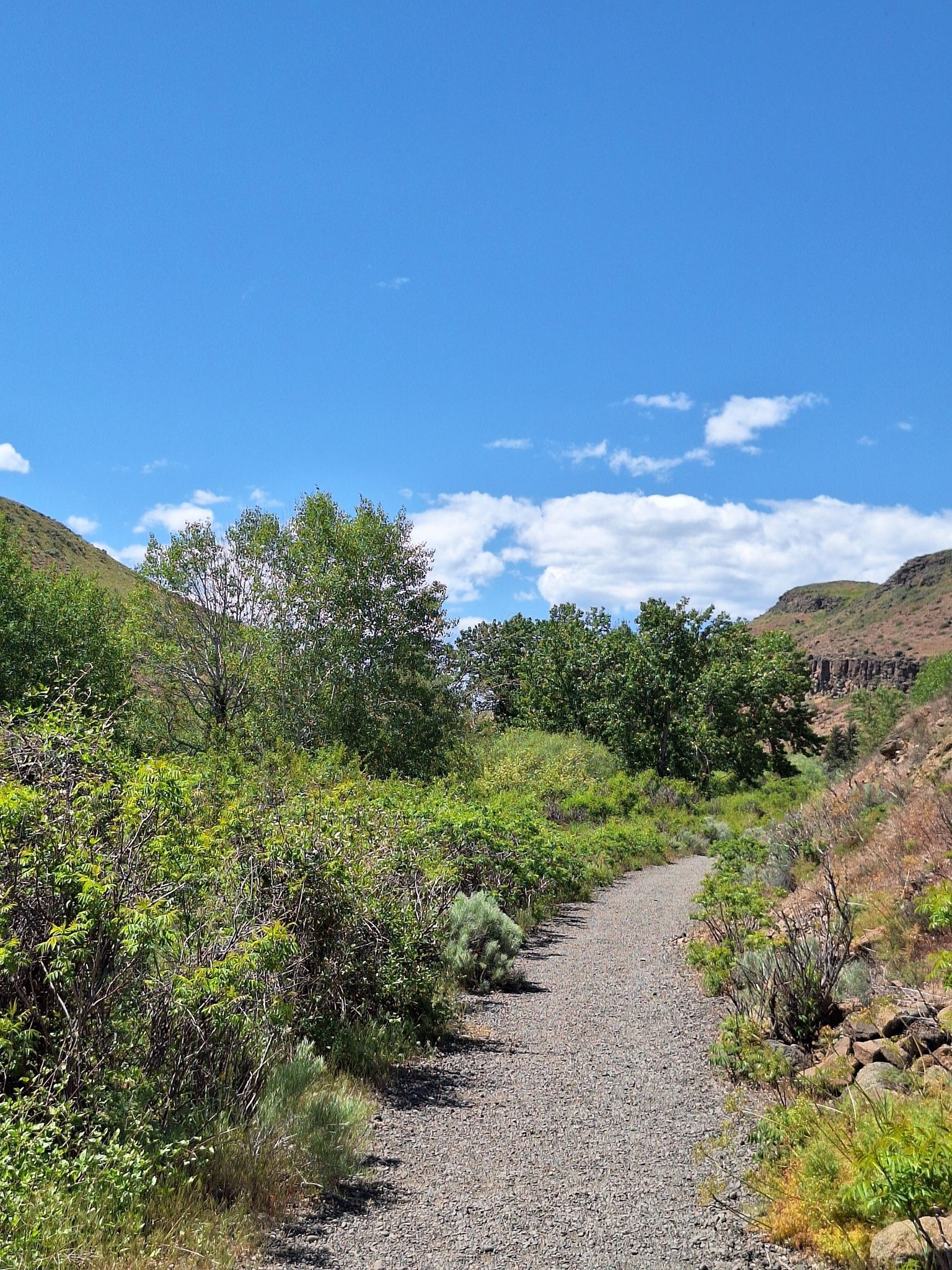 Gravel path through lush green bushes and trees under a bright blue sky. - Cowiche Canyon Conservancy loop from Cowiche Canyon East Trailhead