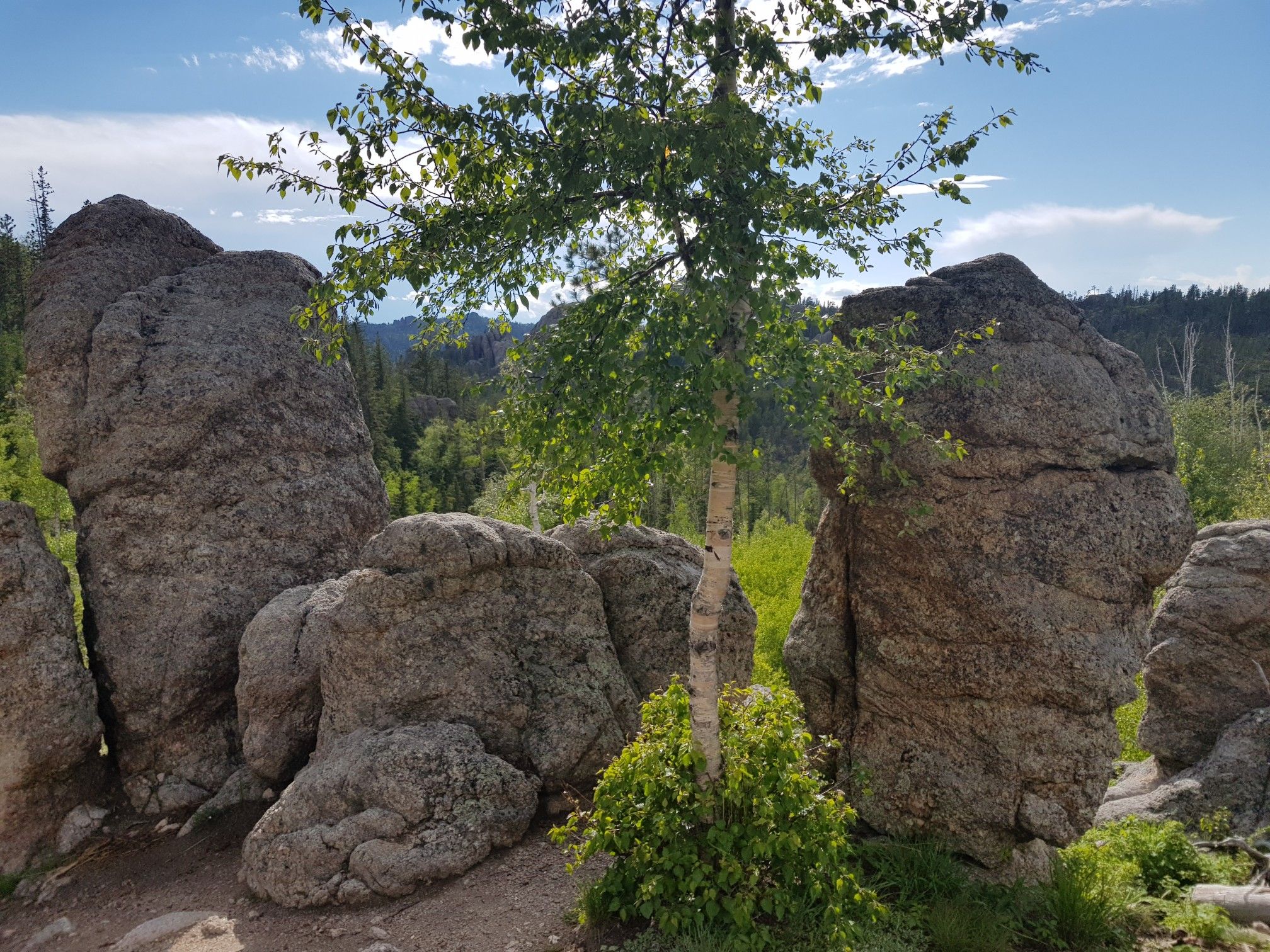 Small green tree centered between massive boulders on a bright, sunny day. - Cathedral Spires viewpoint – Cathedral Spires loop from Sylvan Lake