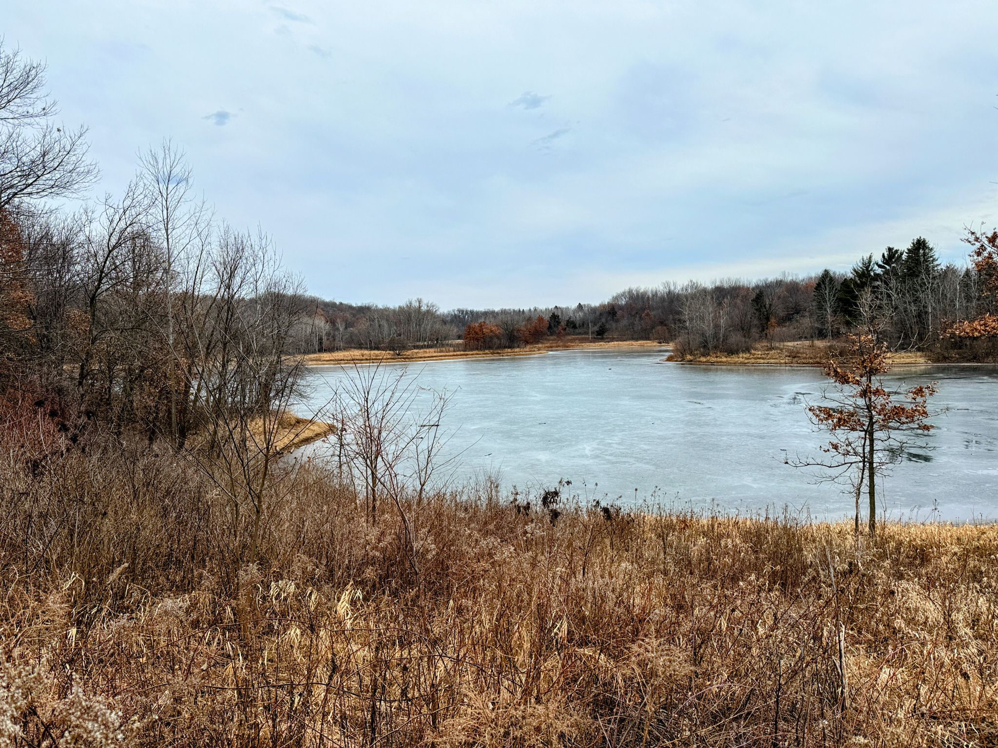 Overcast view of a partially frozen lake with brown reeds and bare trees. - Wheaton Pond loop