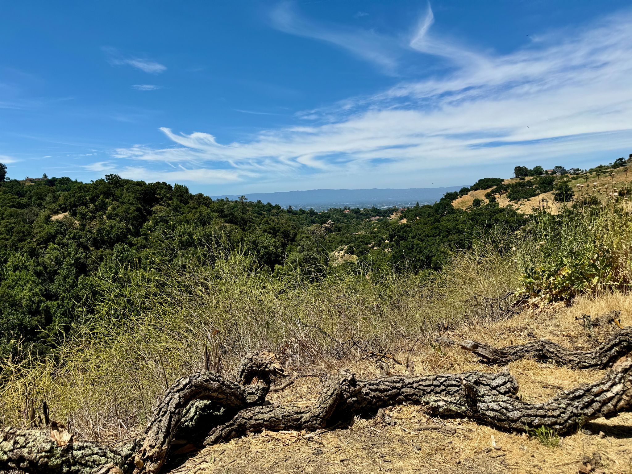 Gnarly tree roots in foreground, overlooking green hills under a blue sky. - Penitencia Creek Trail – Upper Penitencia Creek loop from Berryessa