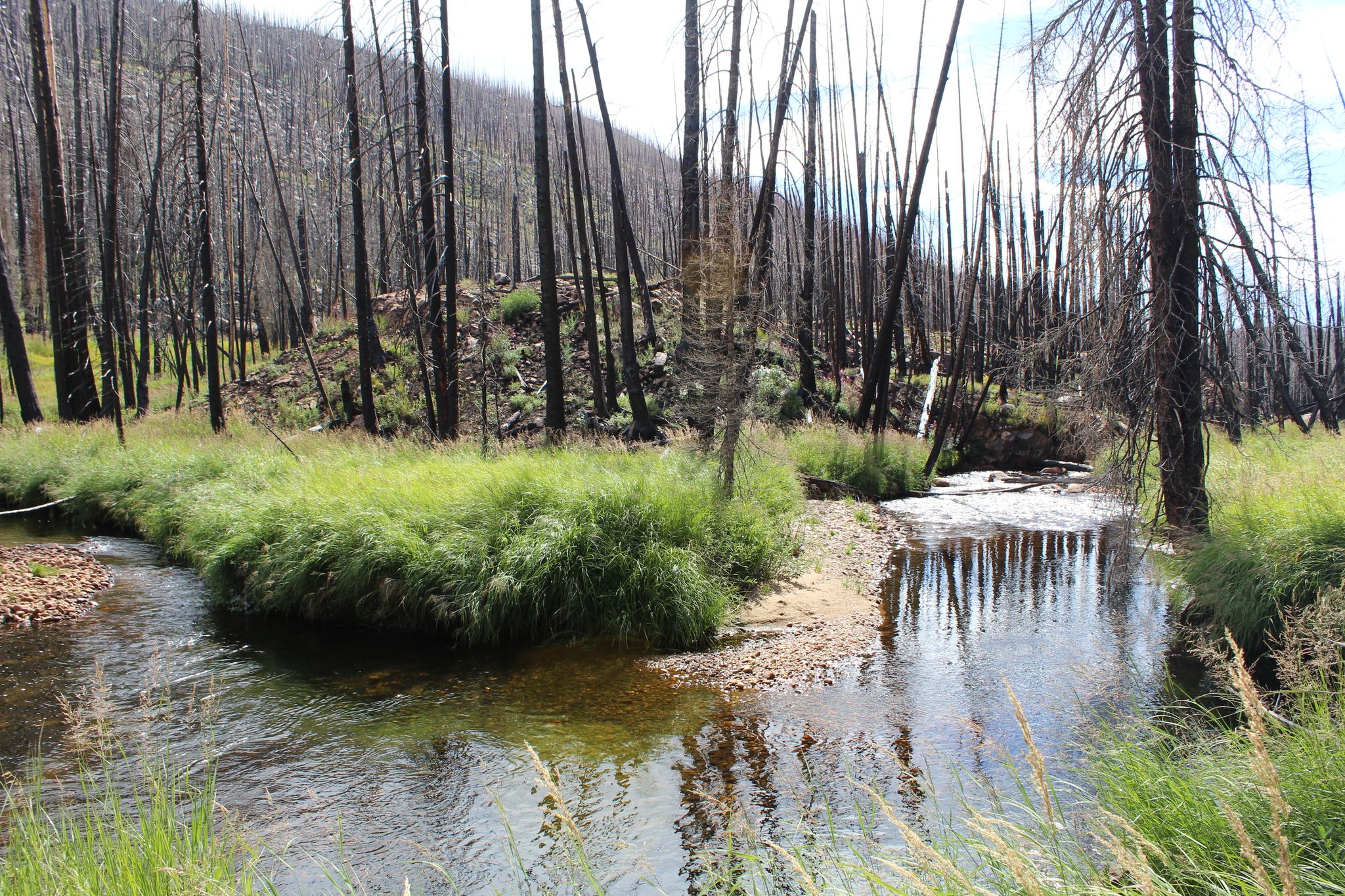 Two streams converging through green grass, surrounded by tall burnt trees. - Green Mountain and Onahu Creek Trail Loop