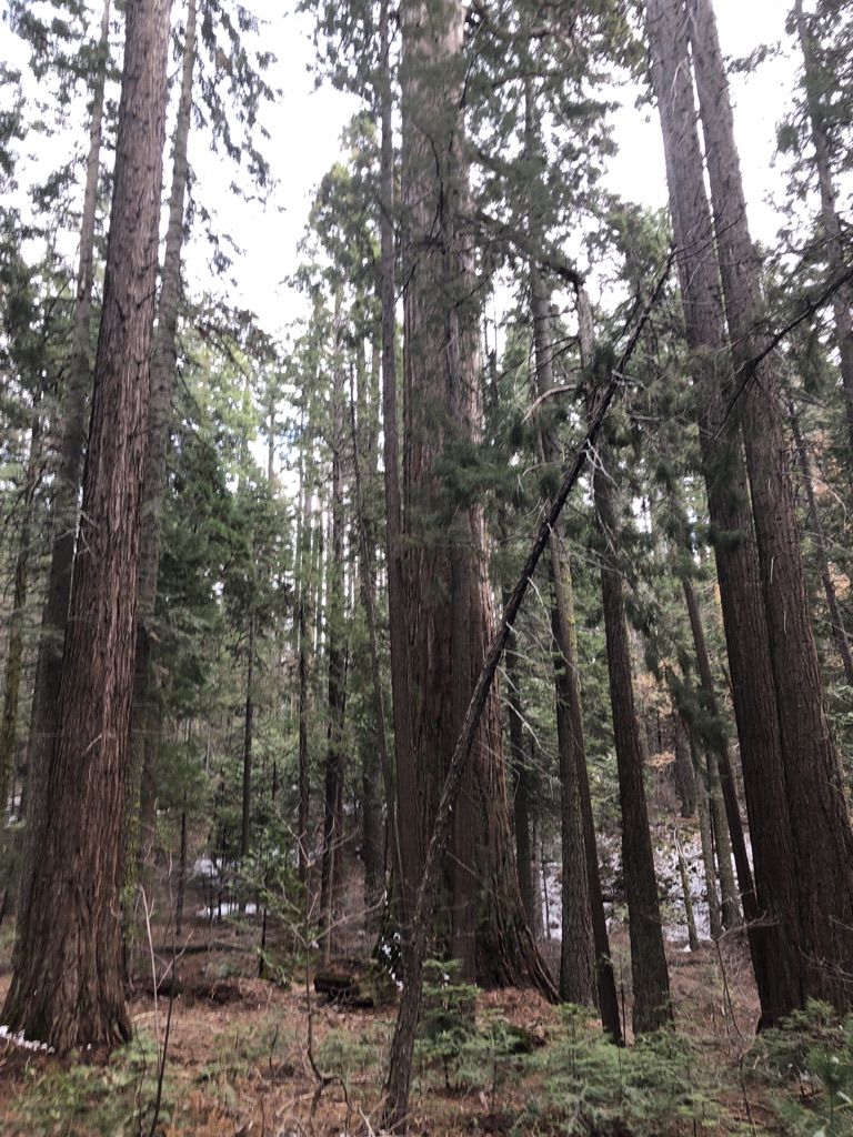 Towering, dense forest of tall trees under an overcast sky. - Bull Buck and Chimney Trail Loop