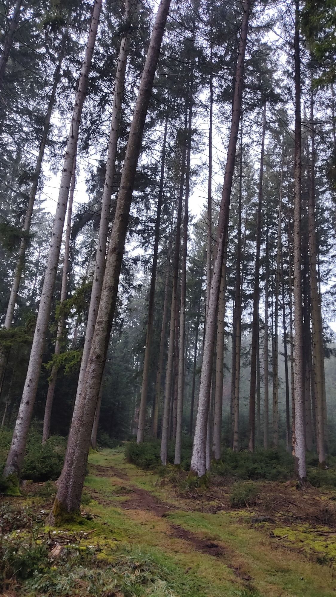 schöner Wald