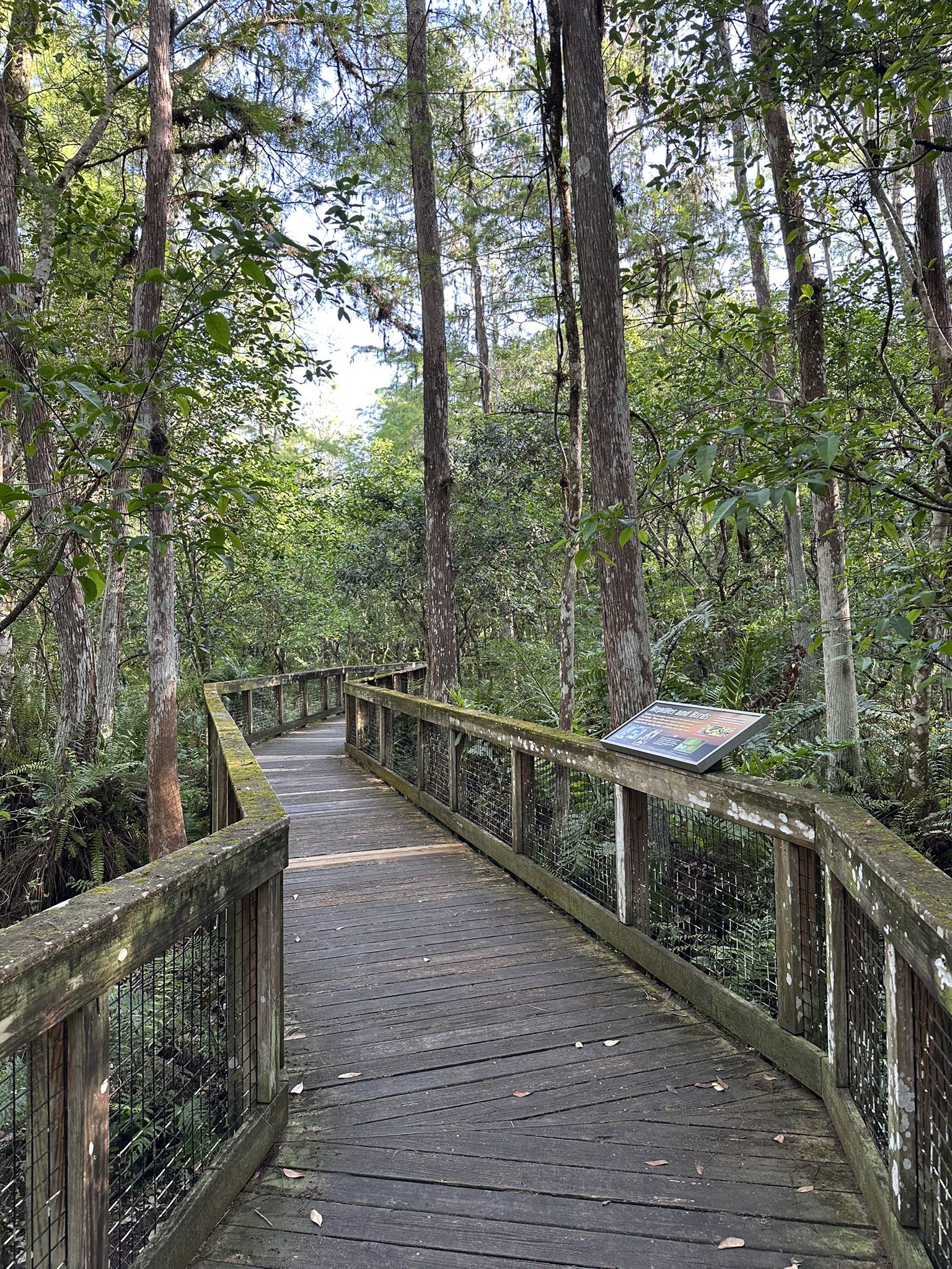A winding wooden boardwalk through a sunlit, lush green forest. - Cypress Trail & Marsh Trail loop