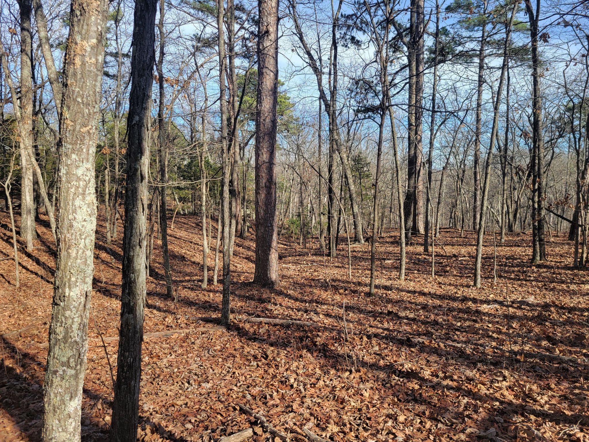 Sunny forest with bare trees and a ground covered in brown fallen leaves. - Trail Through Time
