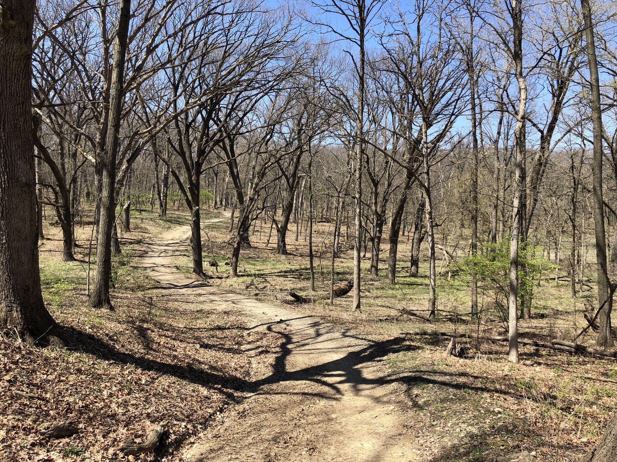 Dirt path winding through a sunlit forest with bare trees and long shadows. - Forty Acre Woods – Sag Valley Forest Preserve loop from Carl Sandburg High School
