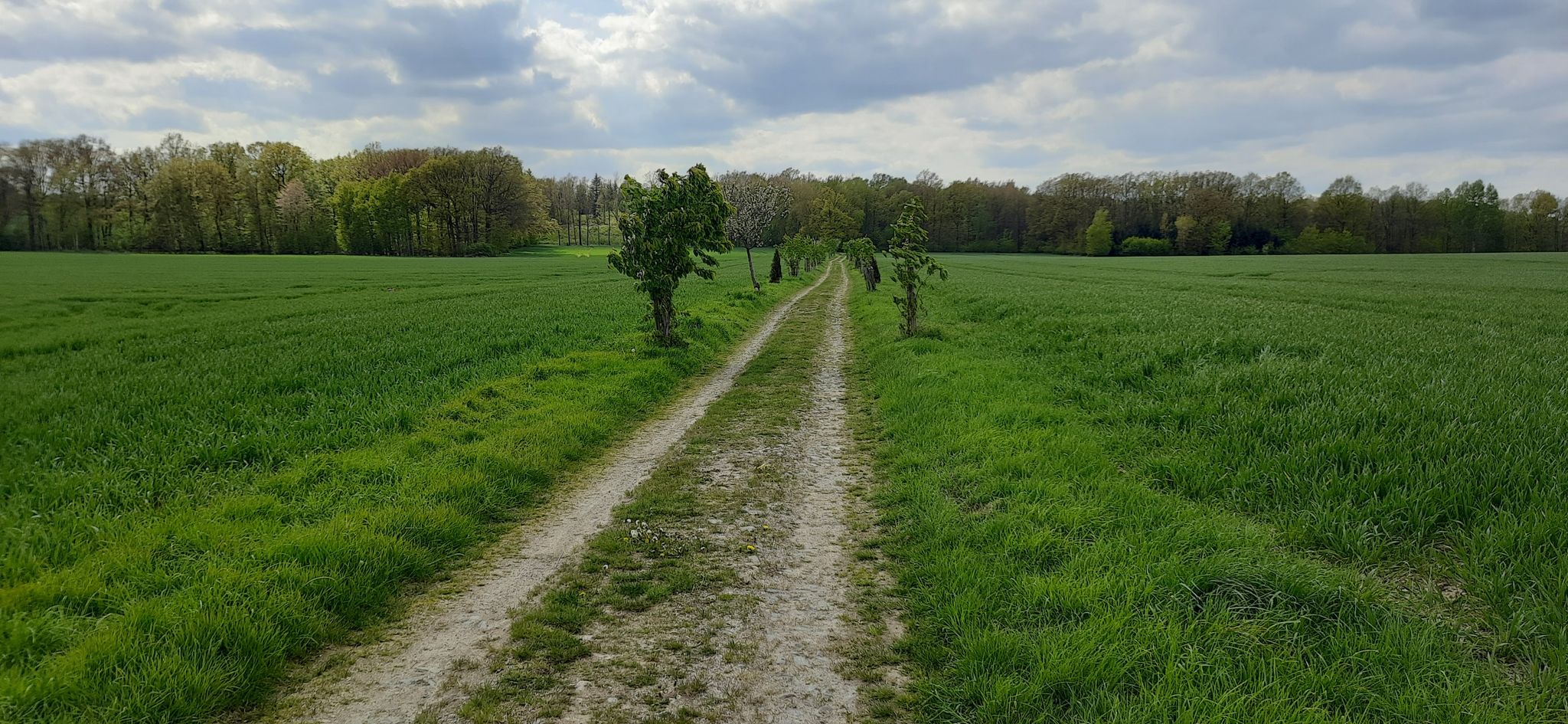 werdende Allee, Ri.Jäckelberg