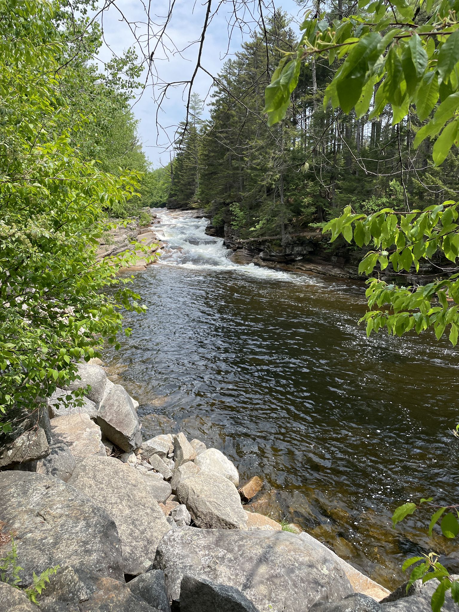 Sunny view of a river flowing past large rocks and green trees. - Lower Falls Trail