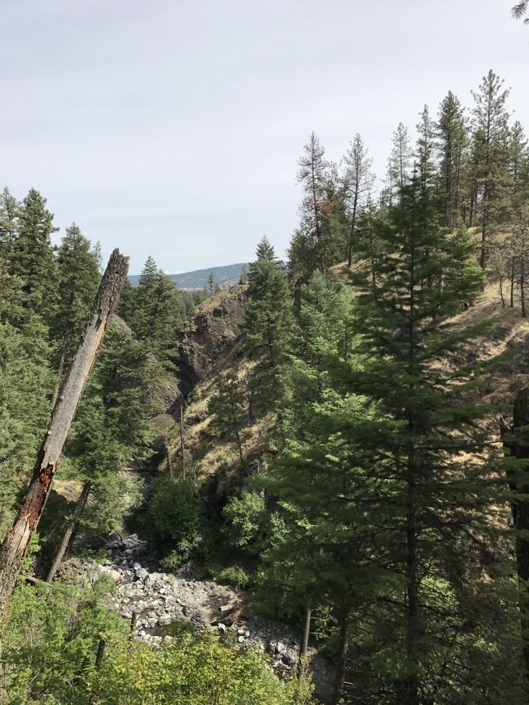 A steep forested canyon with a rocky bottom, bathed in bright daylight. - Top of the Ridge Viewpoint – North Section of Trail 25 loop from Trautman Ranch Conservation Area