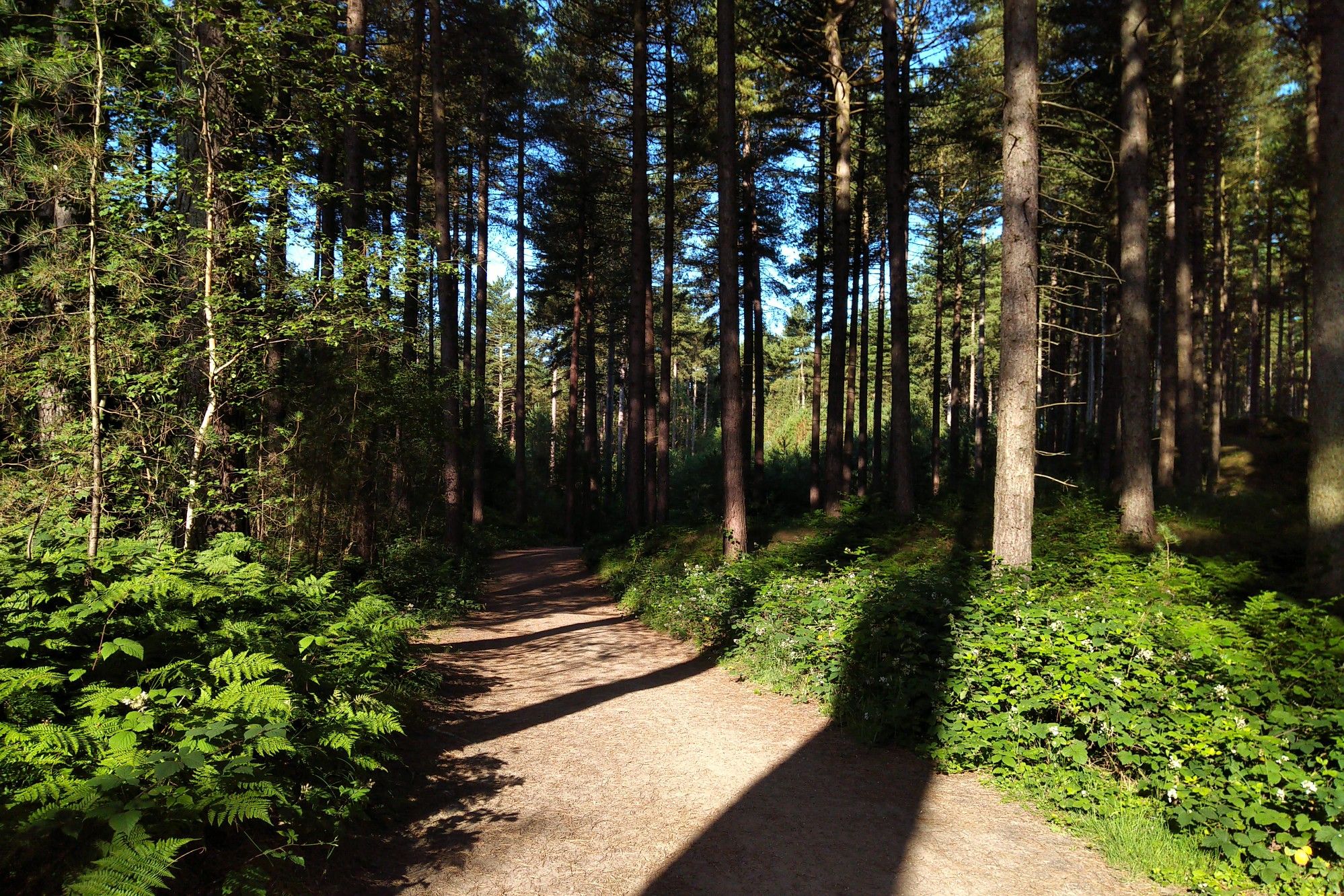 Ainsdale Pine Woods